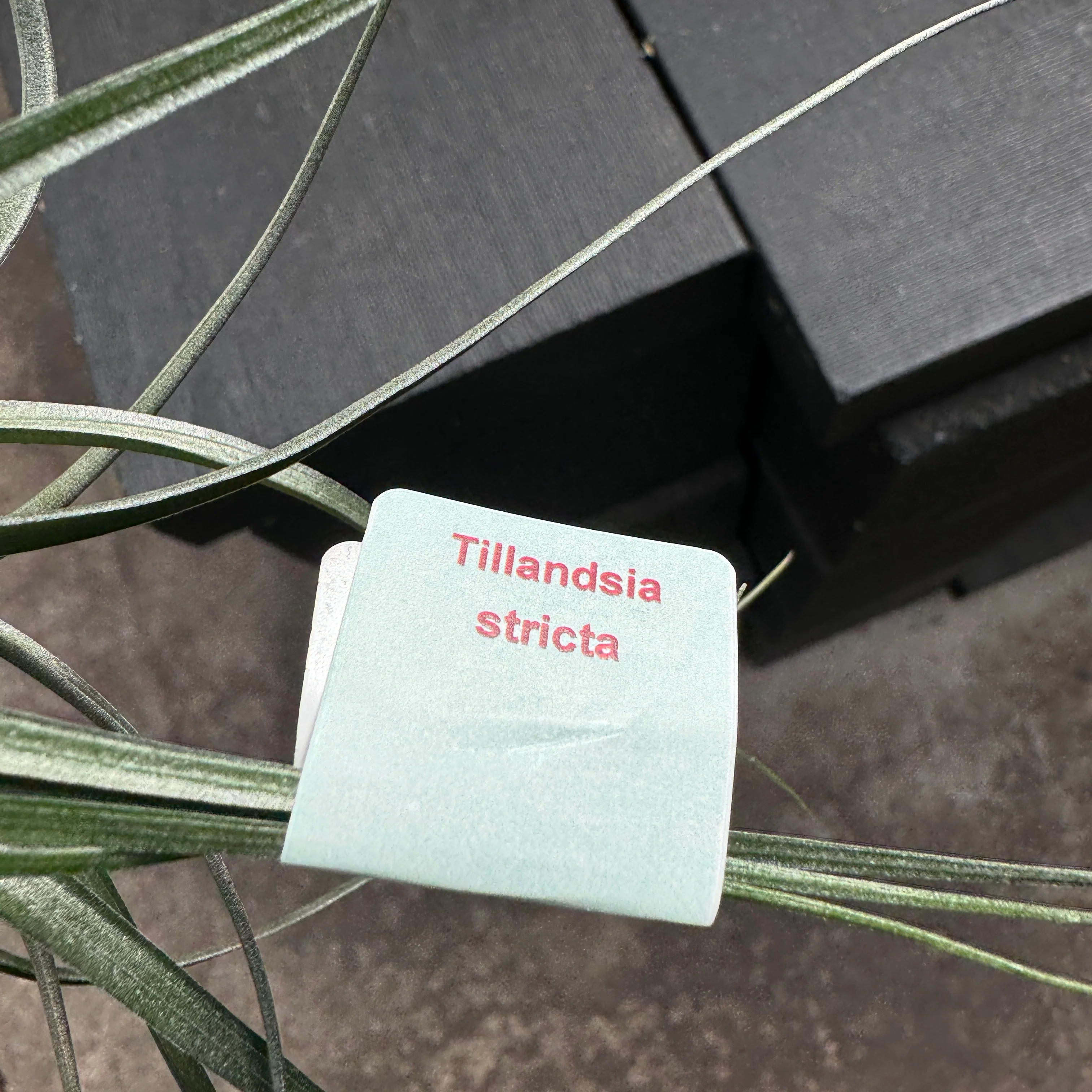 Tillandsia stricta - Image 7