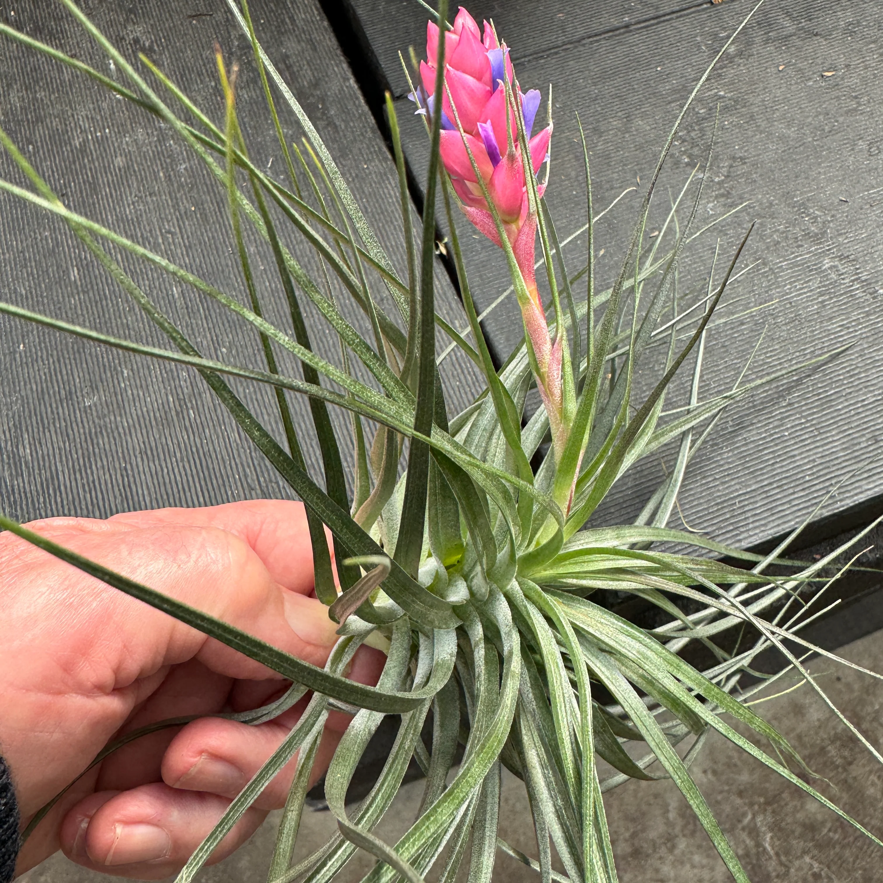 Tillandsia stricta - Image 8