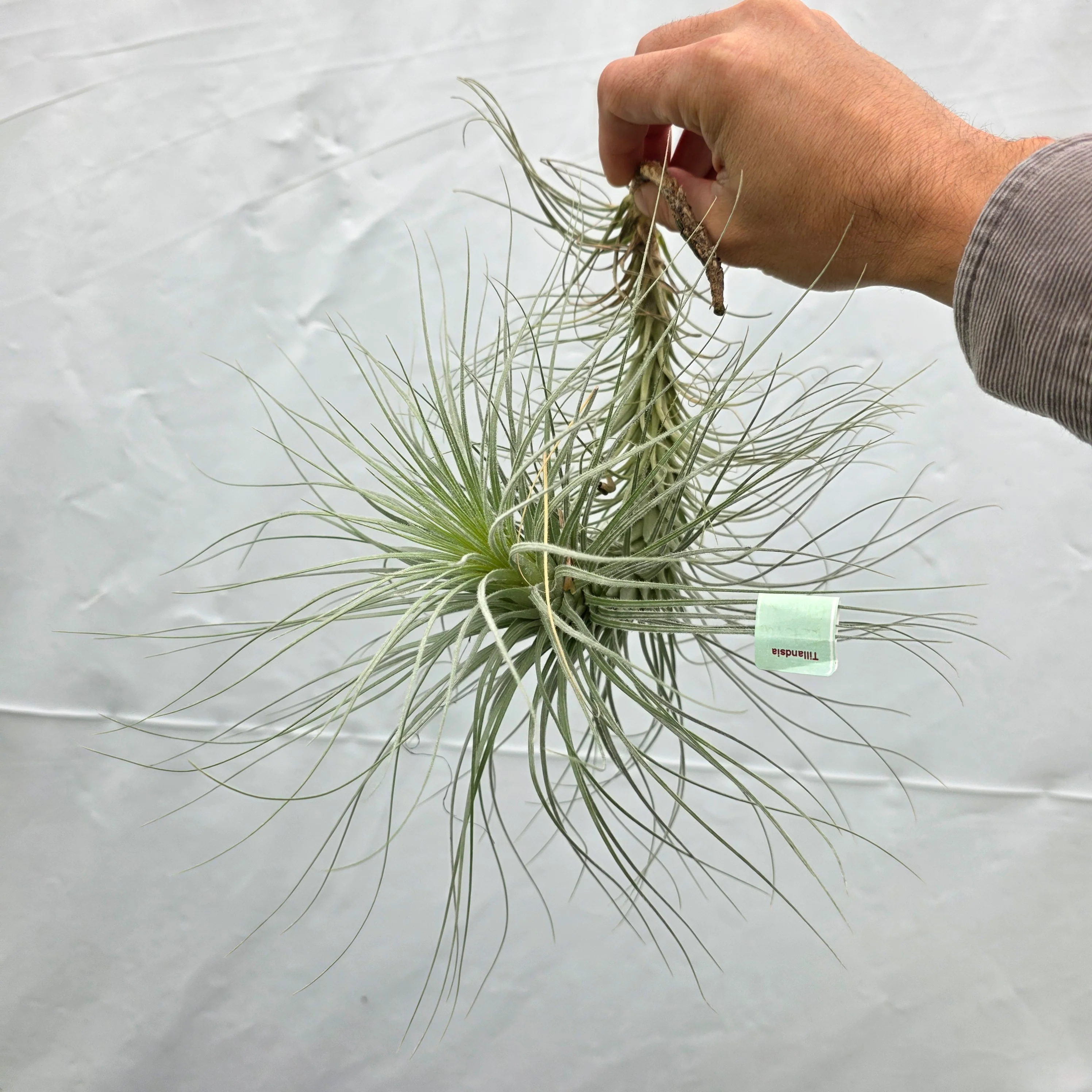 Tillandsia tectorum 'Filiform' - Image 3