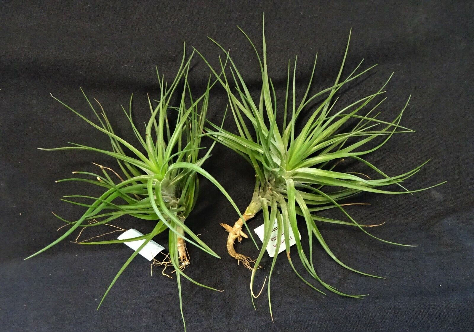 Tillandsia tenuifolia 'Emerald Forest' - Image 2