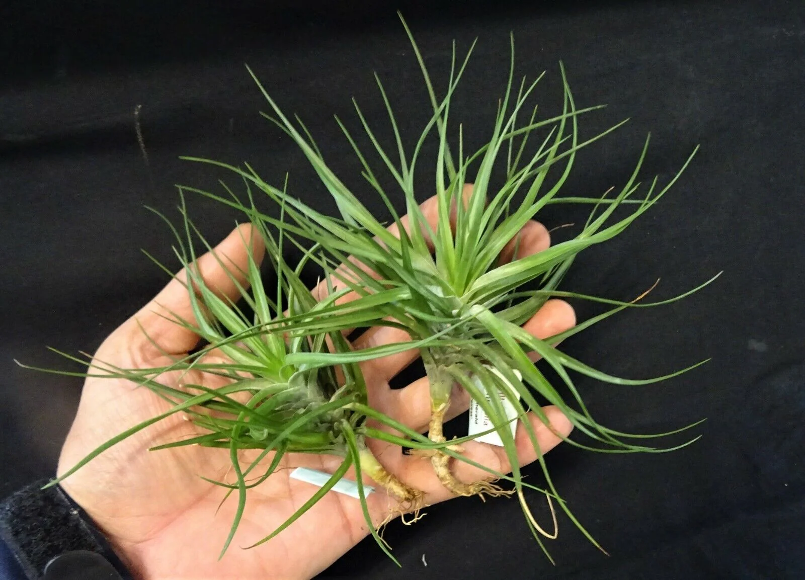 Tillandsia tenuifolia 'Emerald Forest' - Image 3