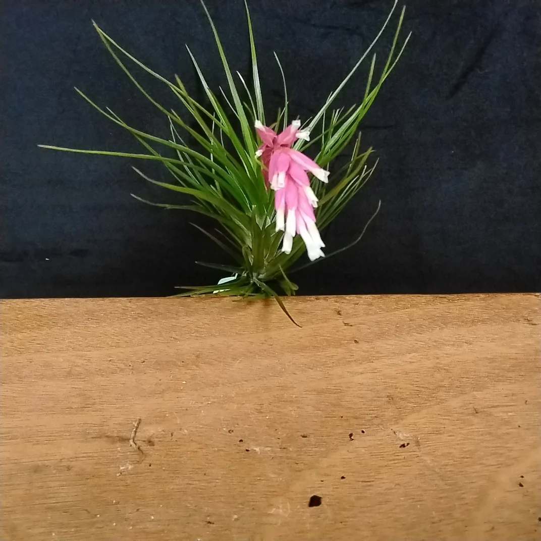 Tillandsia tenuifolia 'Emerald Forest Dark' - Image 2