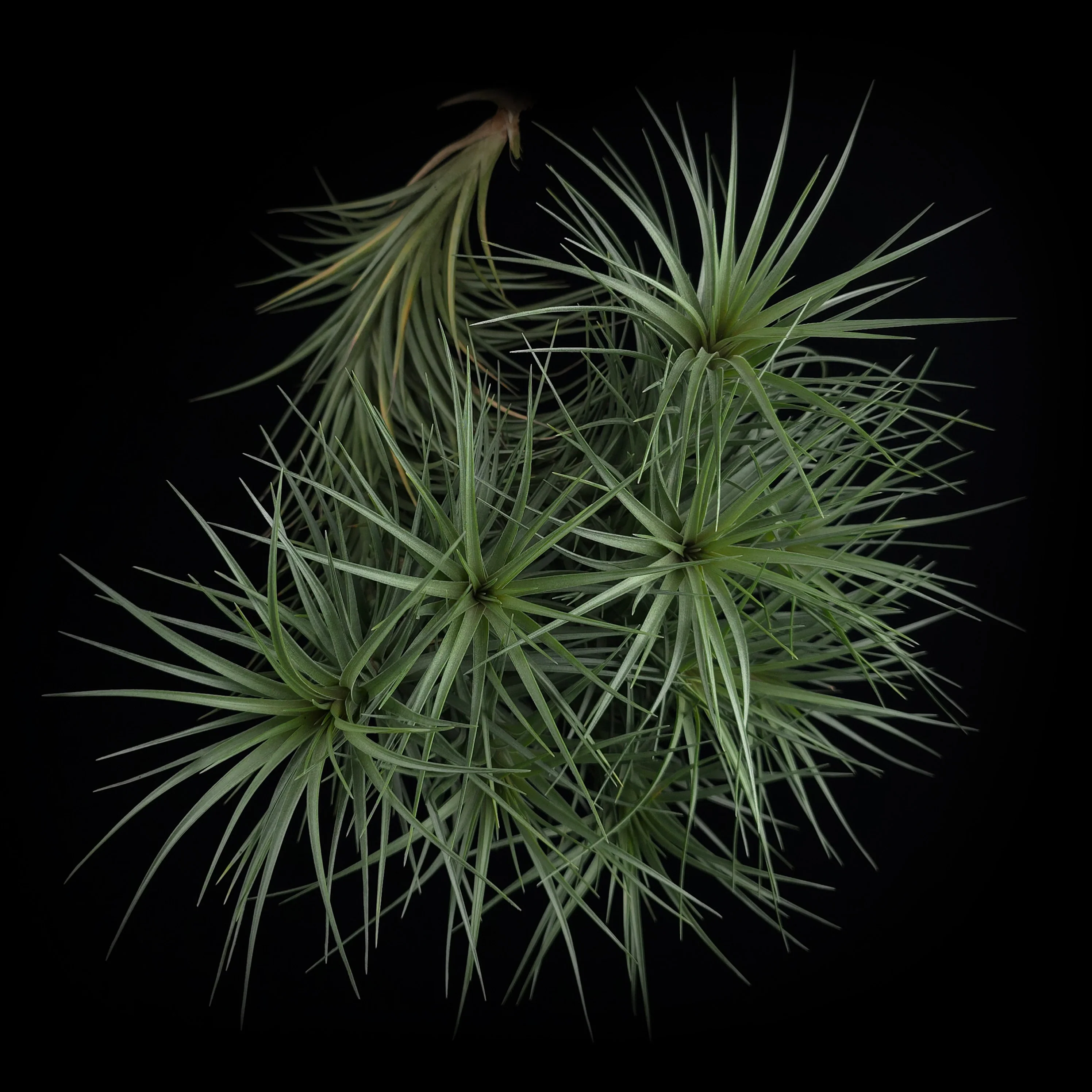 Tillandsia tenuifolia 'Giant'