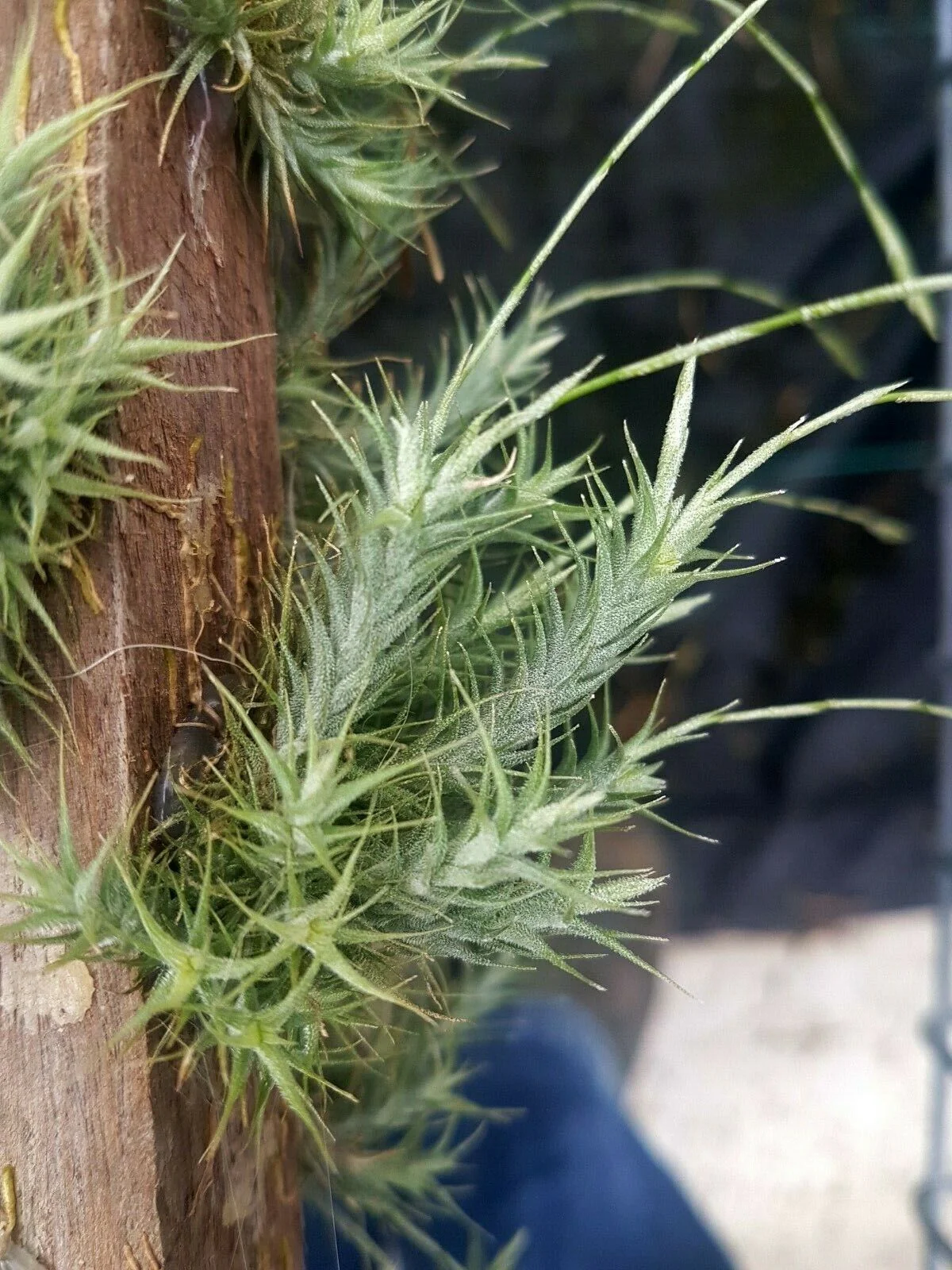Tillandsia tricholepis - Image 2