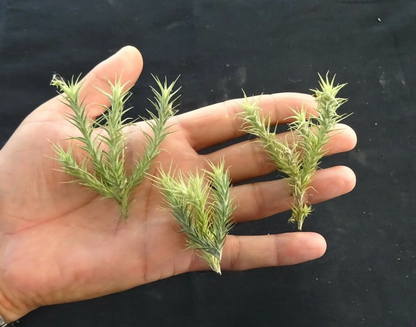 Tillandsia tricholepis - Image 4