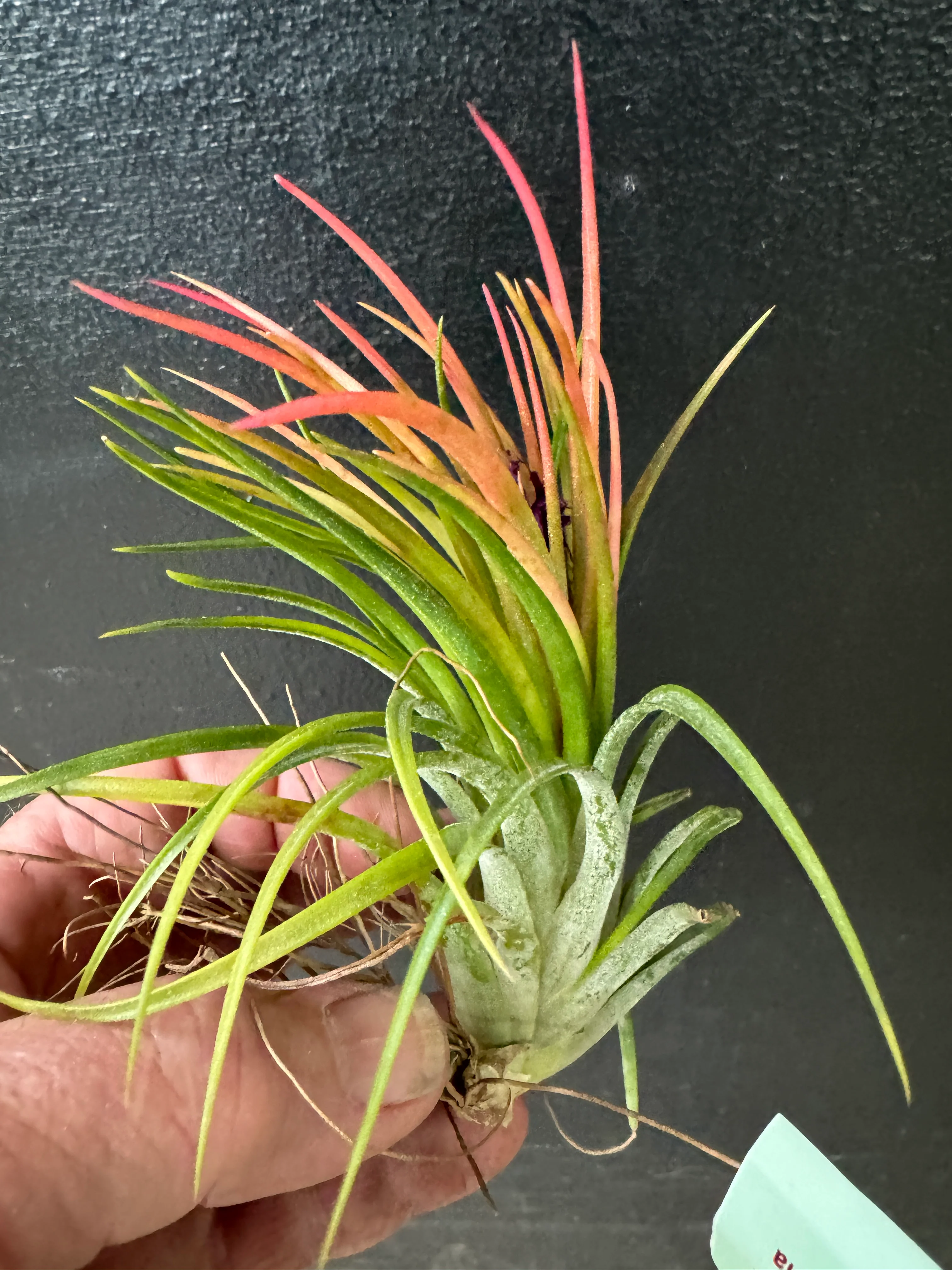 Tillandsia Victoria 'Thick Leaf'