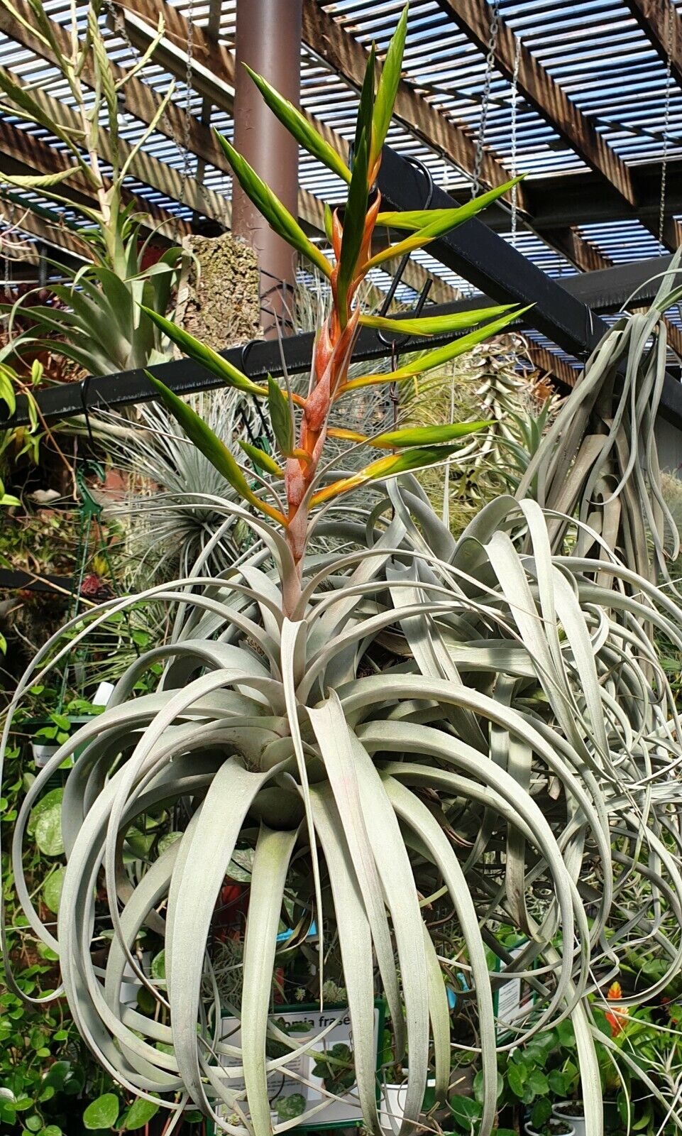 Tillandsia xerographica - Image 3