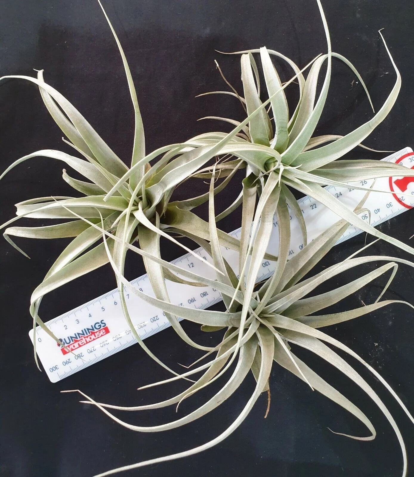 Tillandsia xerographica - Image 4