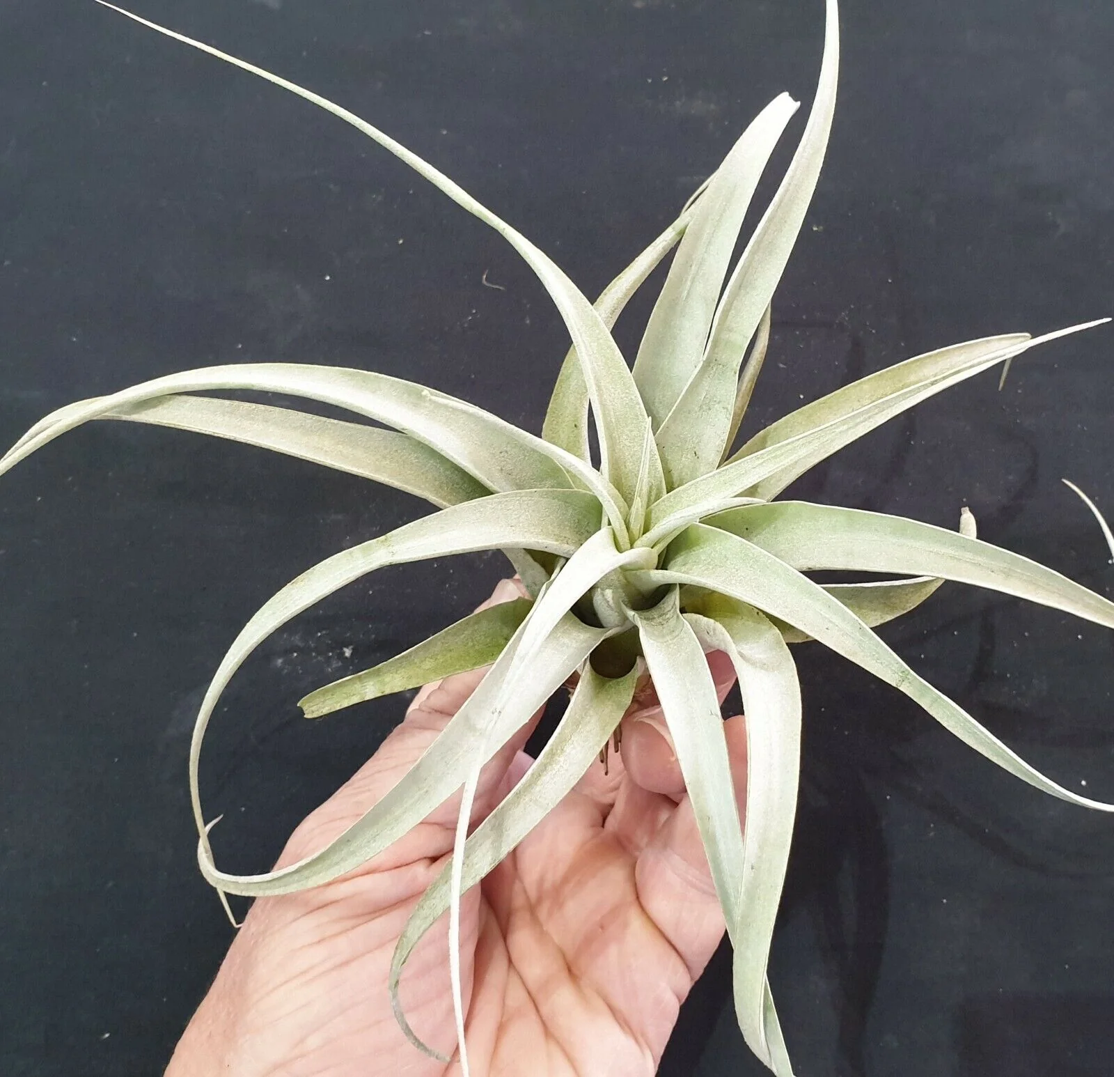 Tillandsia xerographica - Image 5