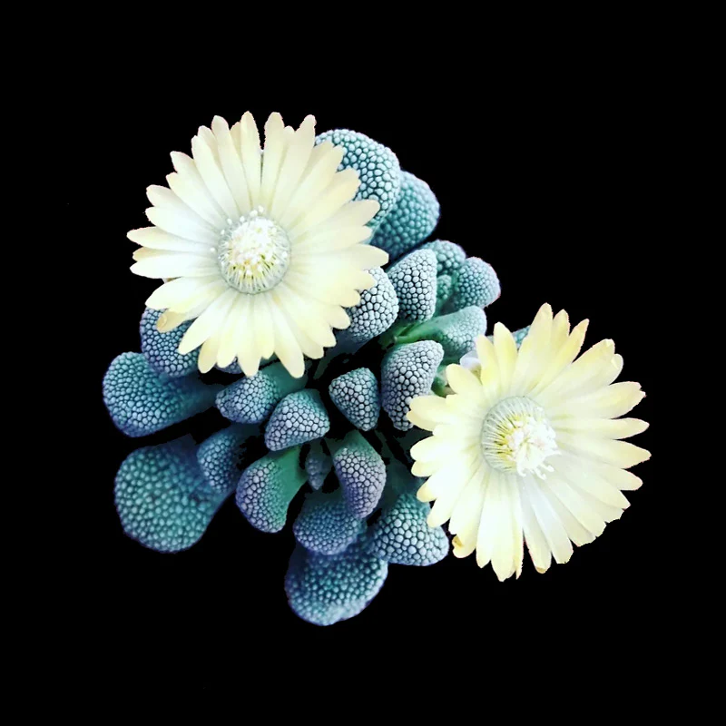 Titanopsis primosii (syn. schwantesii)