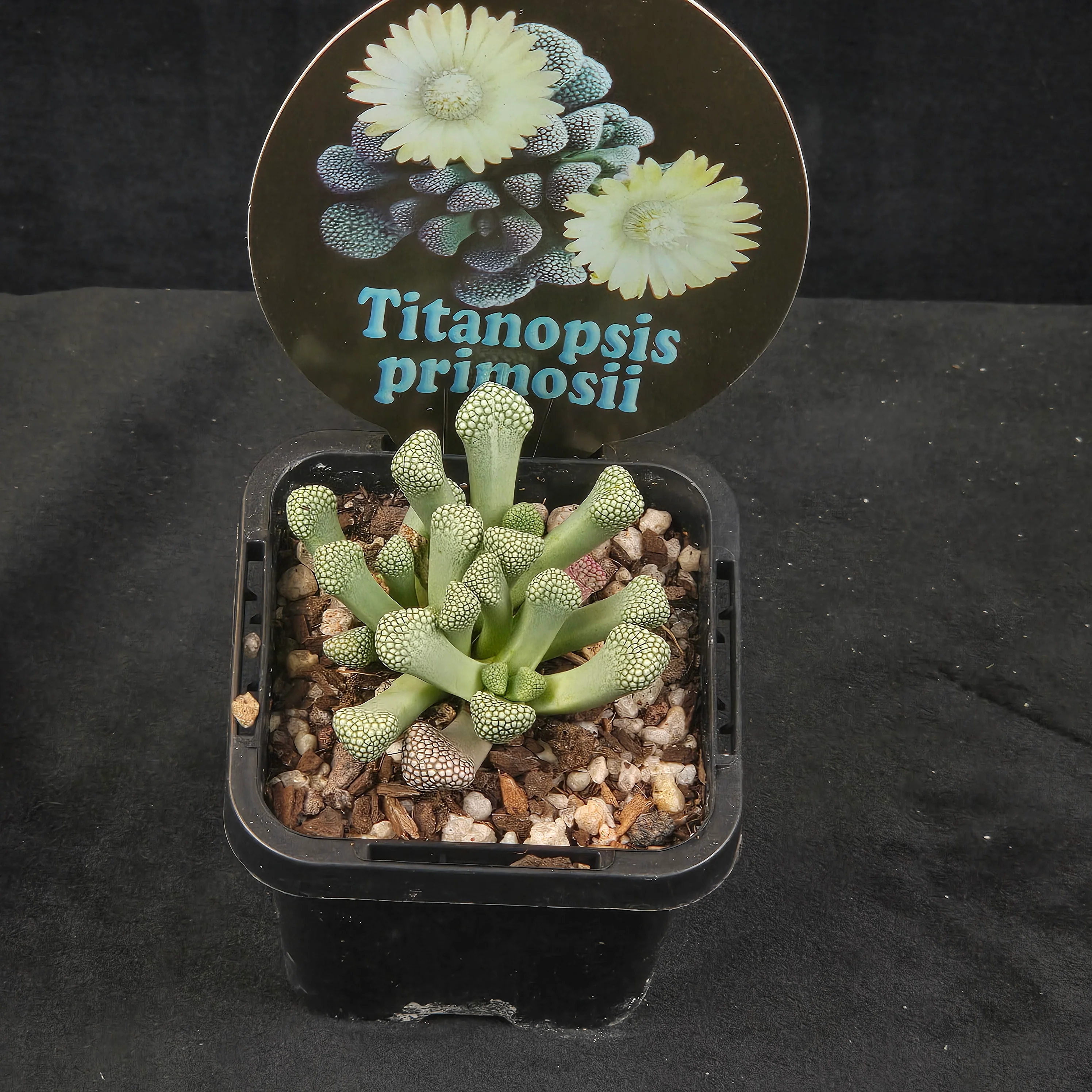 Titanopsis primosii (syn. schwantesii) - Image 2