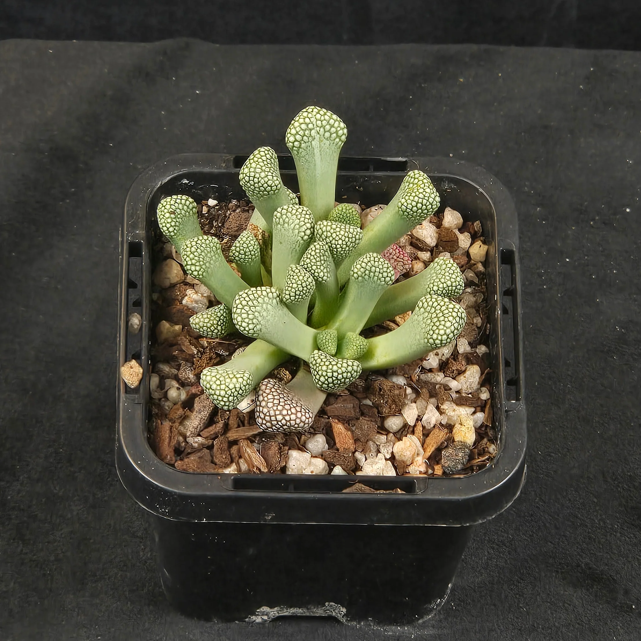 Titanopsis primosii (syn. schwantesii) - Image 3