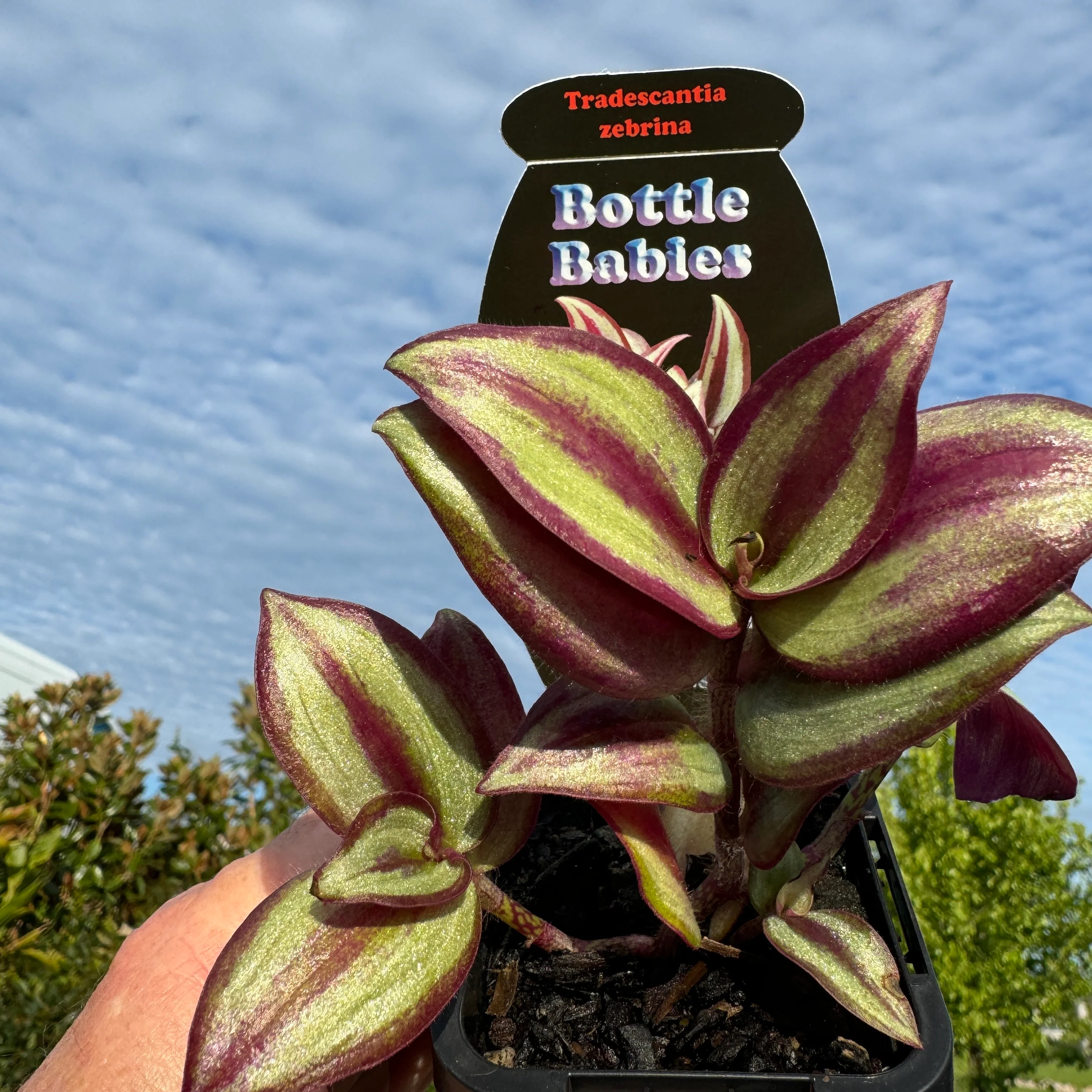 Tradescantia Zebrina – The Wandering Jew - Image 2