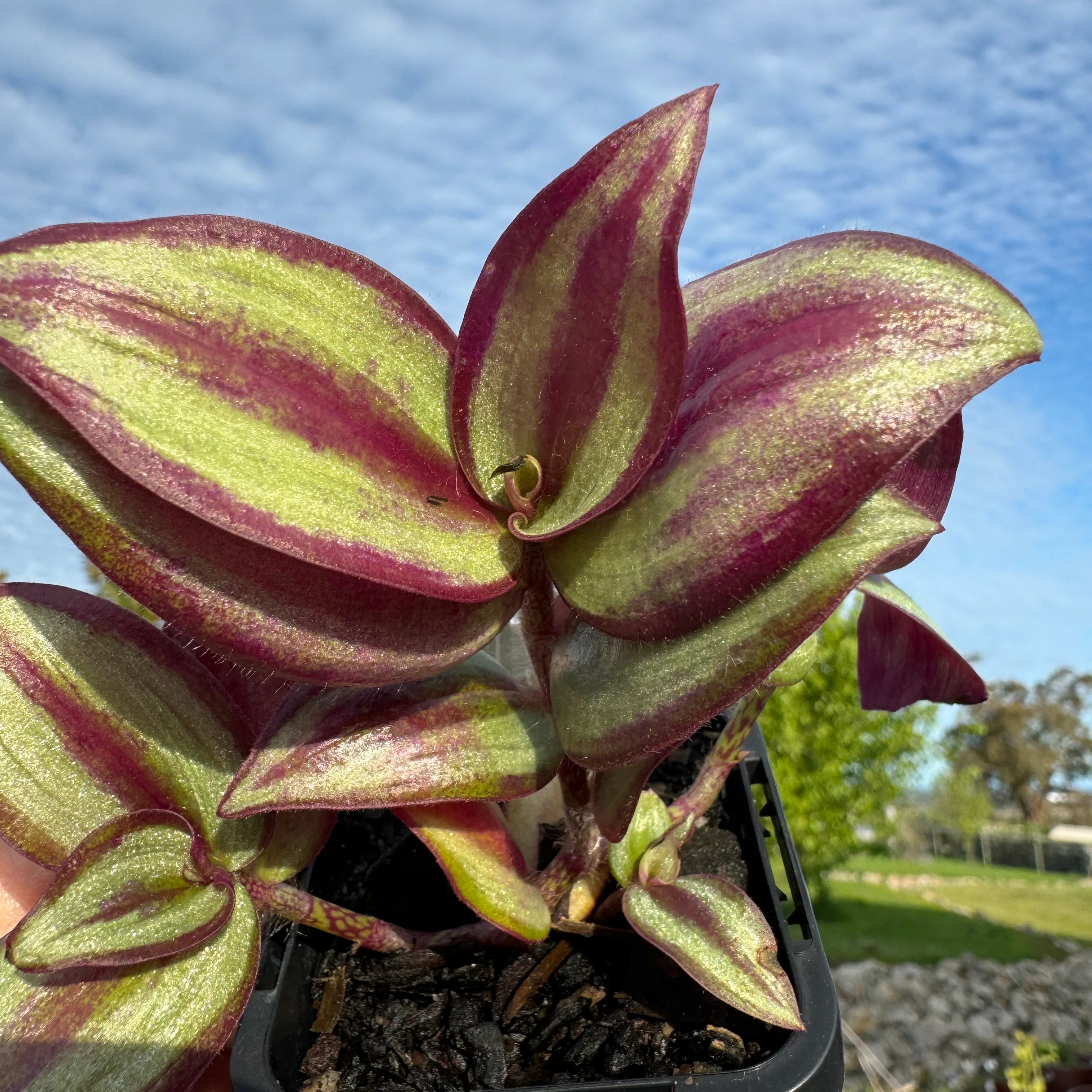 Tradescantia Zebrina – The Wandering Jew - Image 3