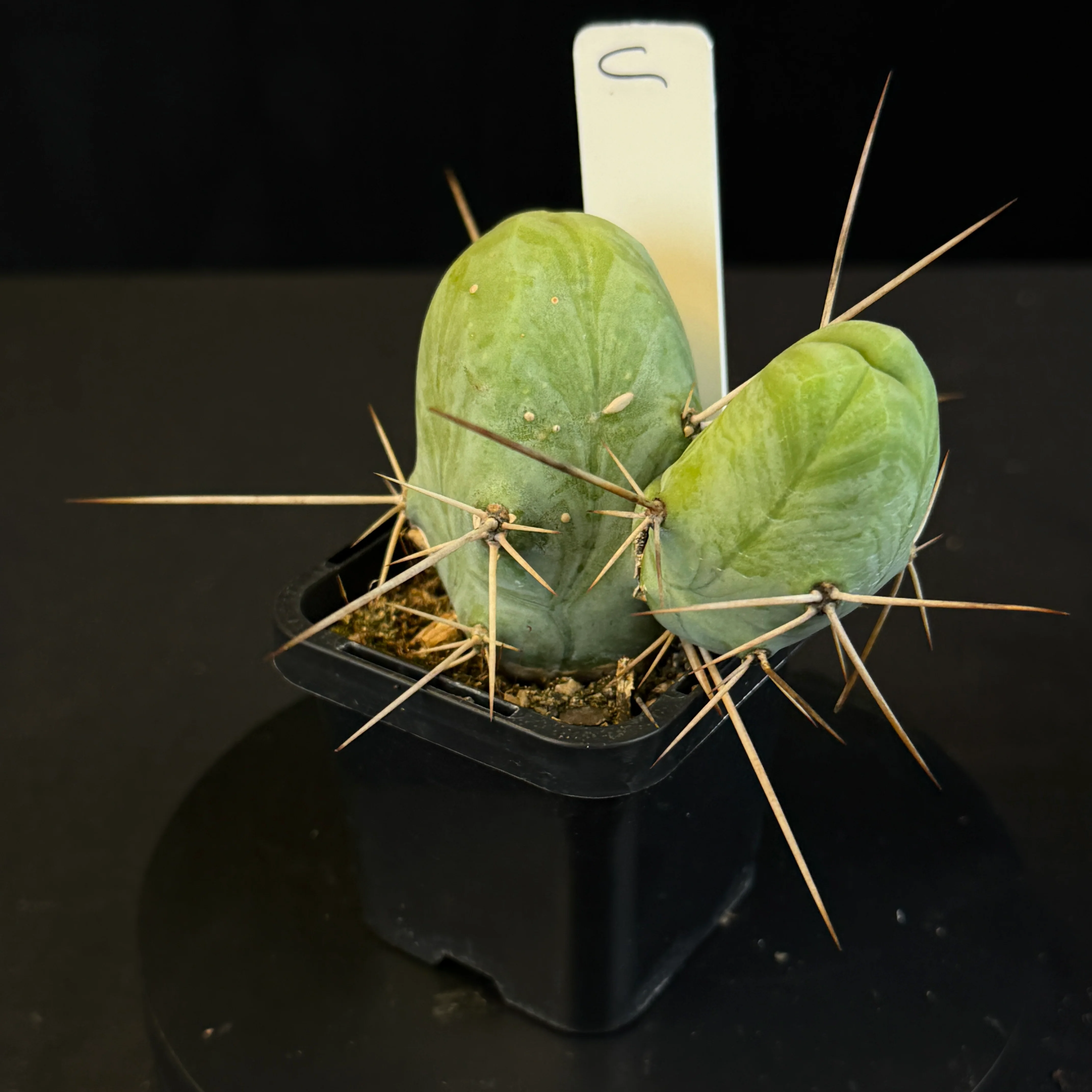 Trichocereus bridgesii f. monstrosa (Penis Cactus)