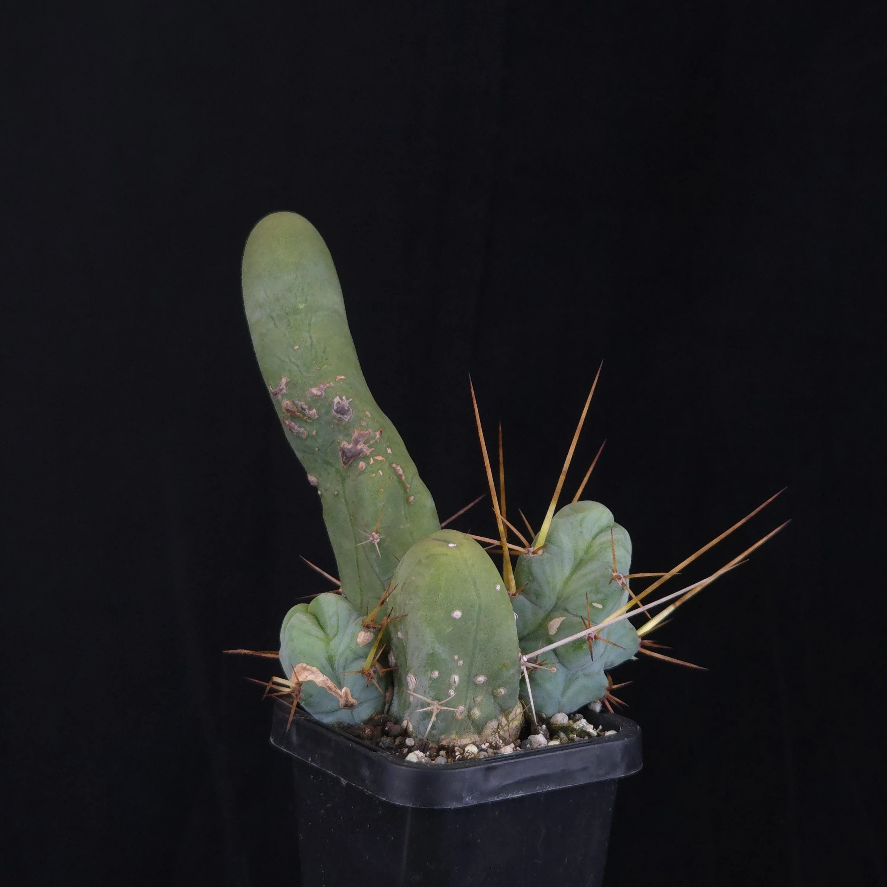 Trichocereus bridgesii f. monstrosa (Penis Cactus) - Image 10