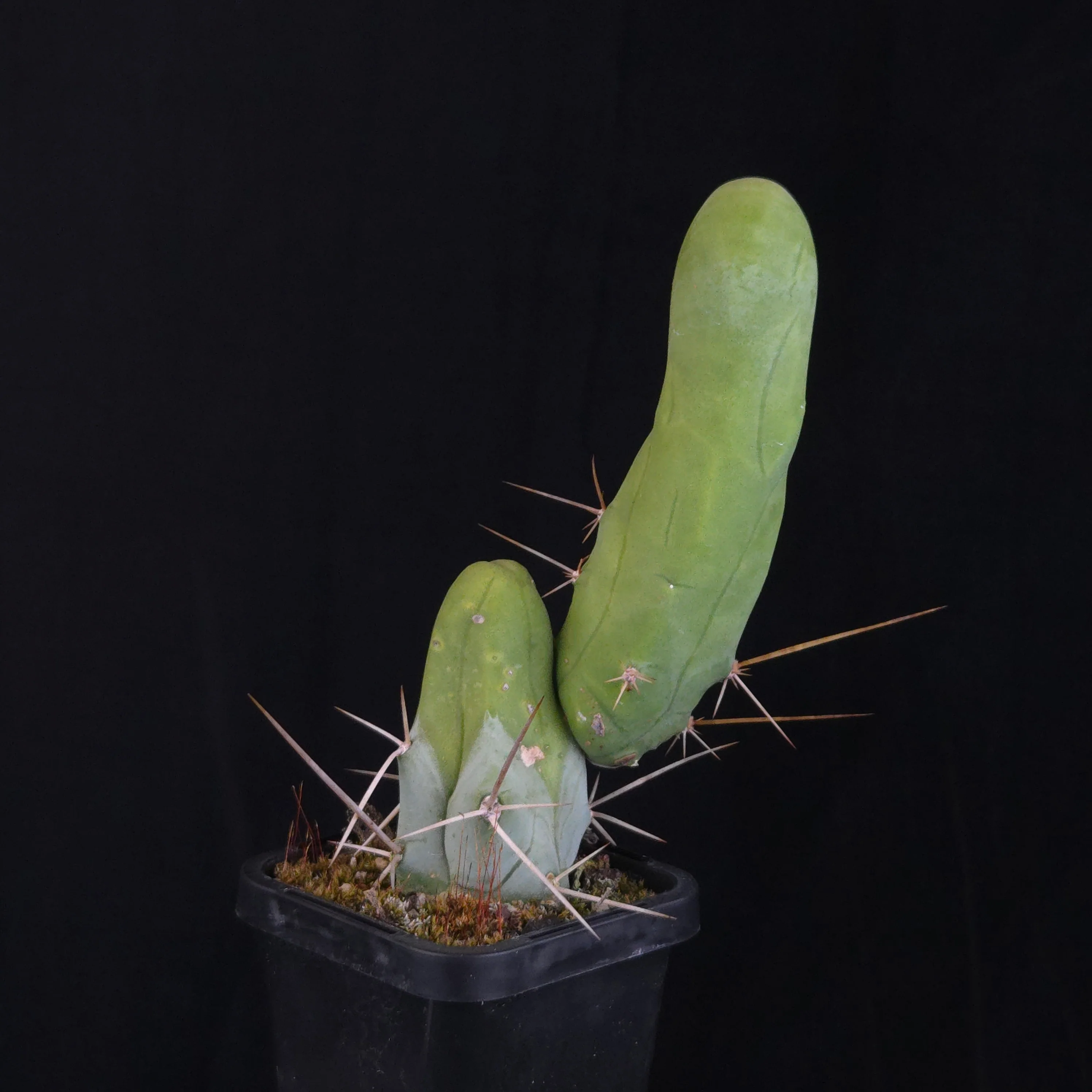 Trichocereus bridgesii f. monstrosa (Penis Cactus) - Image 11