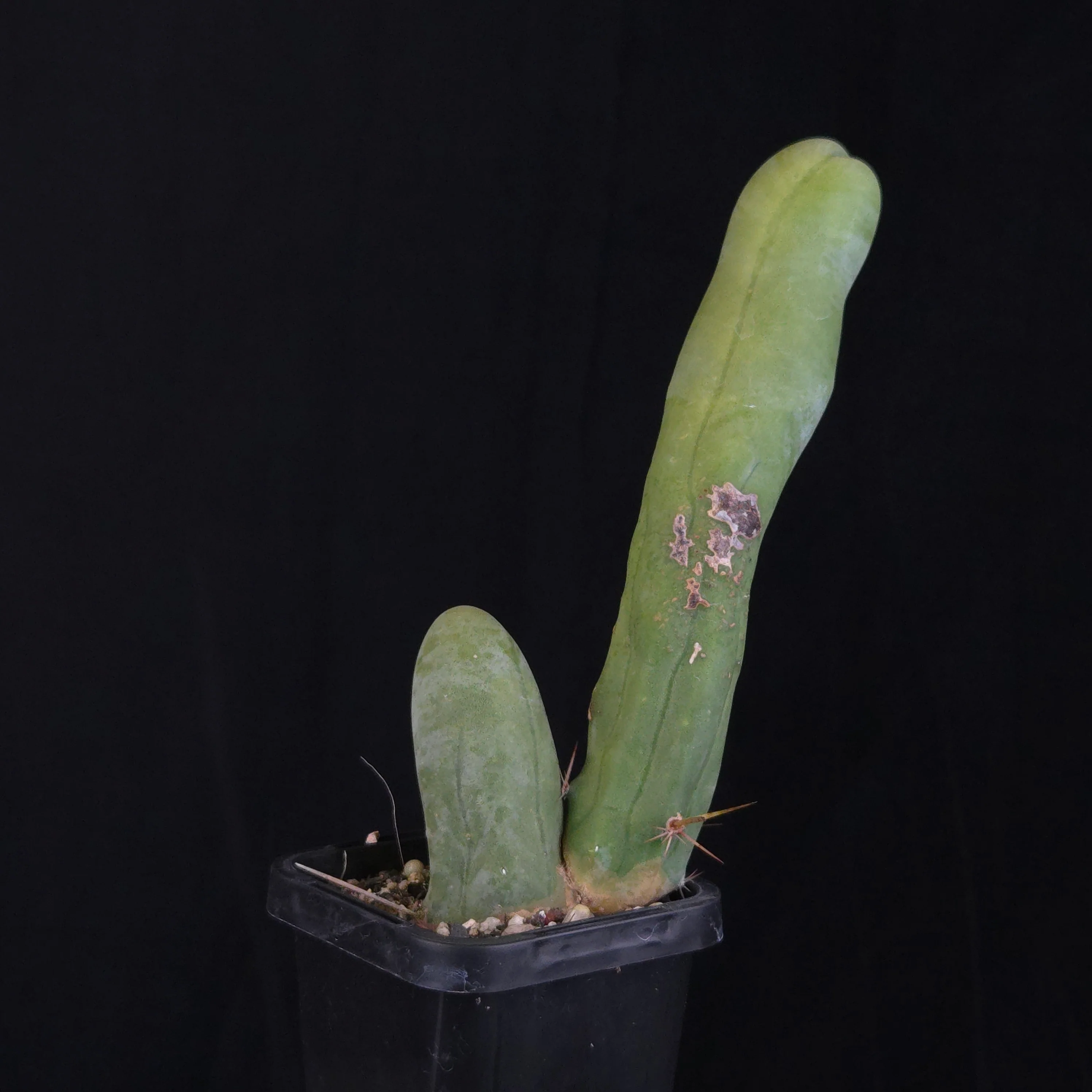 Trichocereus bridgesii f. monstrosa (Penis Cactus) - Image 12