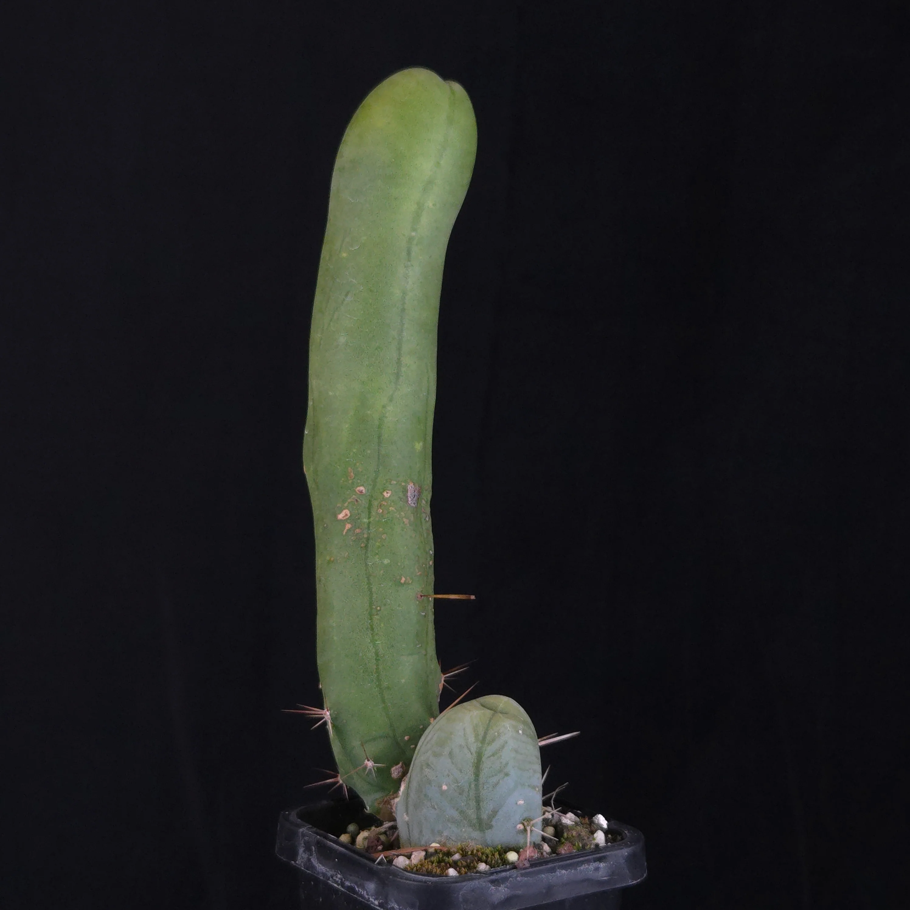 Trichocereus bridgesii f. monstrosa (Penis Cactus) - Image 13