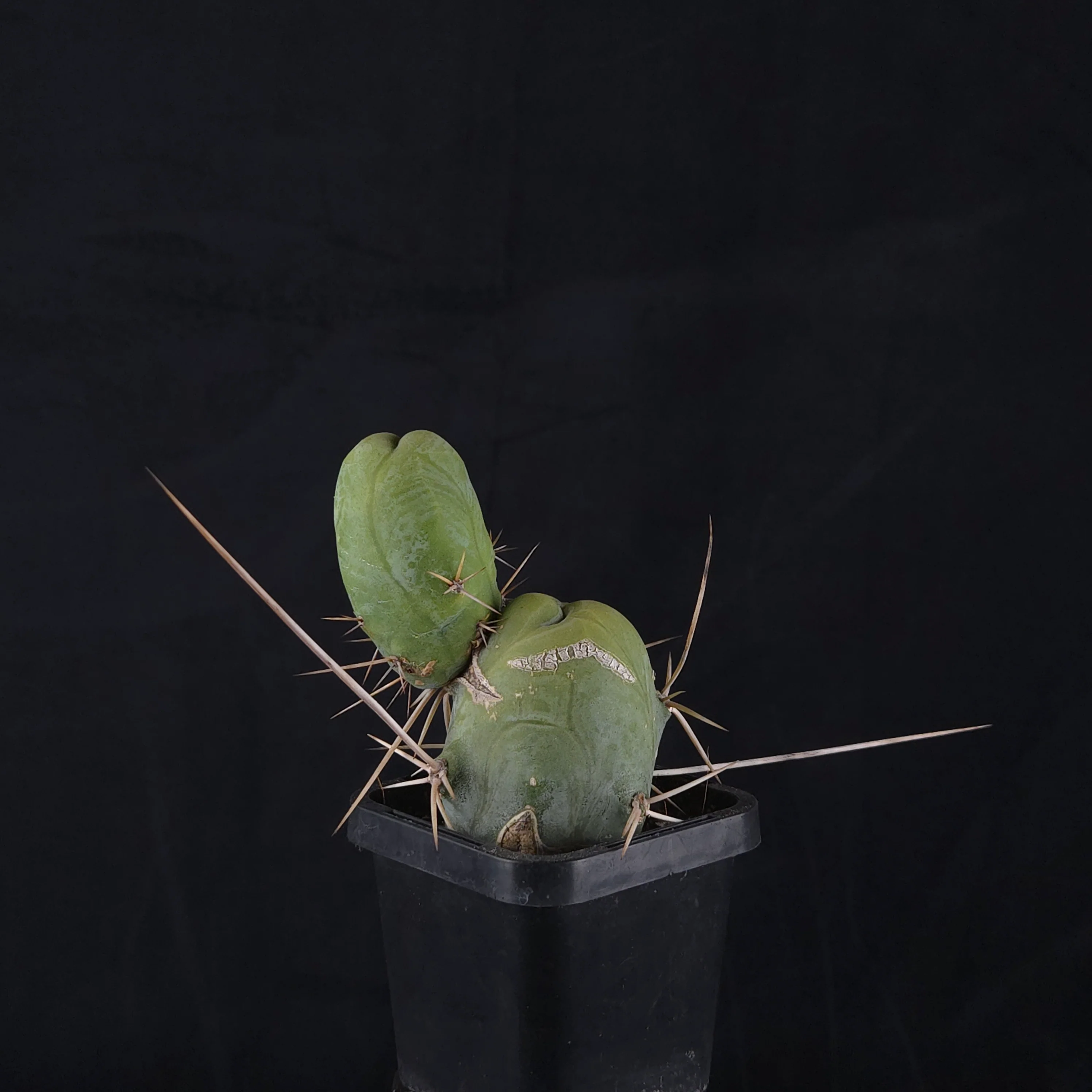 Trichocereus bridgesii f. monstrosa (Penis Cactus) - Image 14