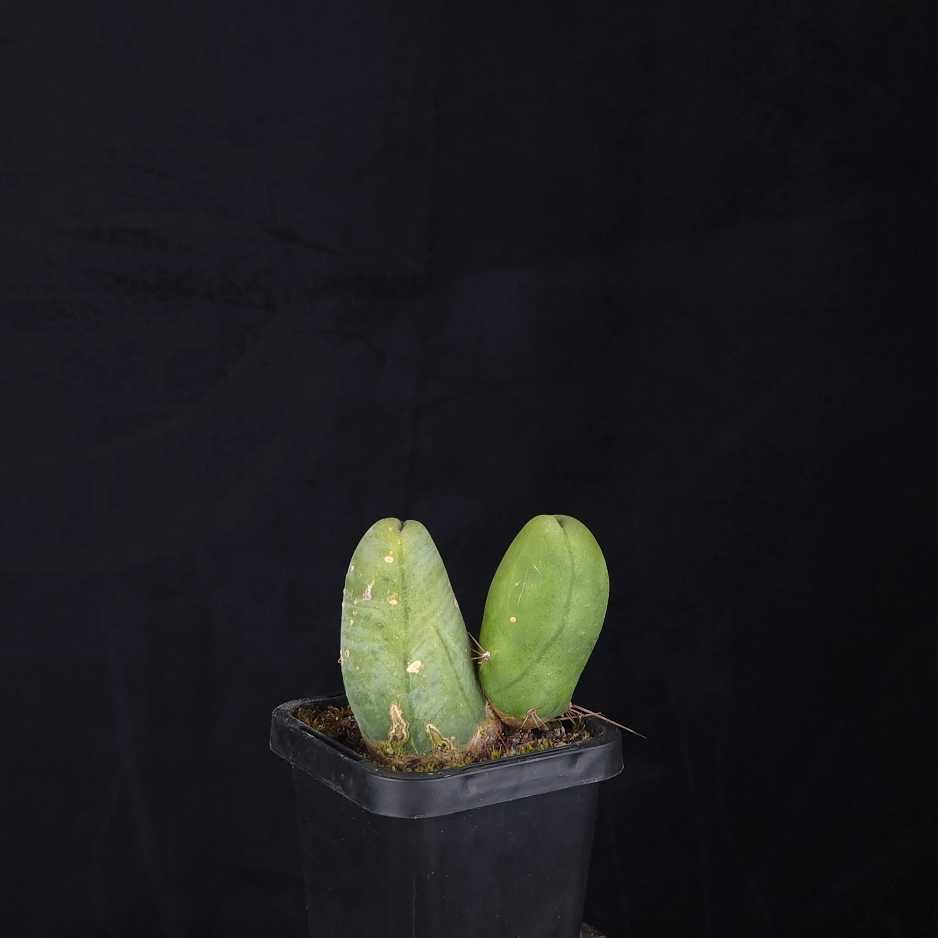 Trichocereus bridgesii f. monstrosa (Penis Cactus) - Image 16