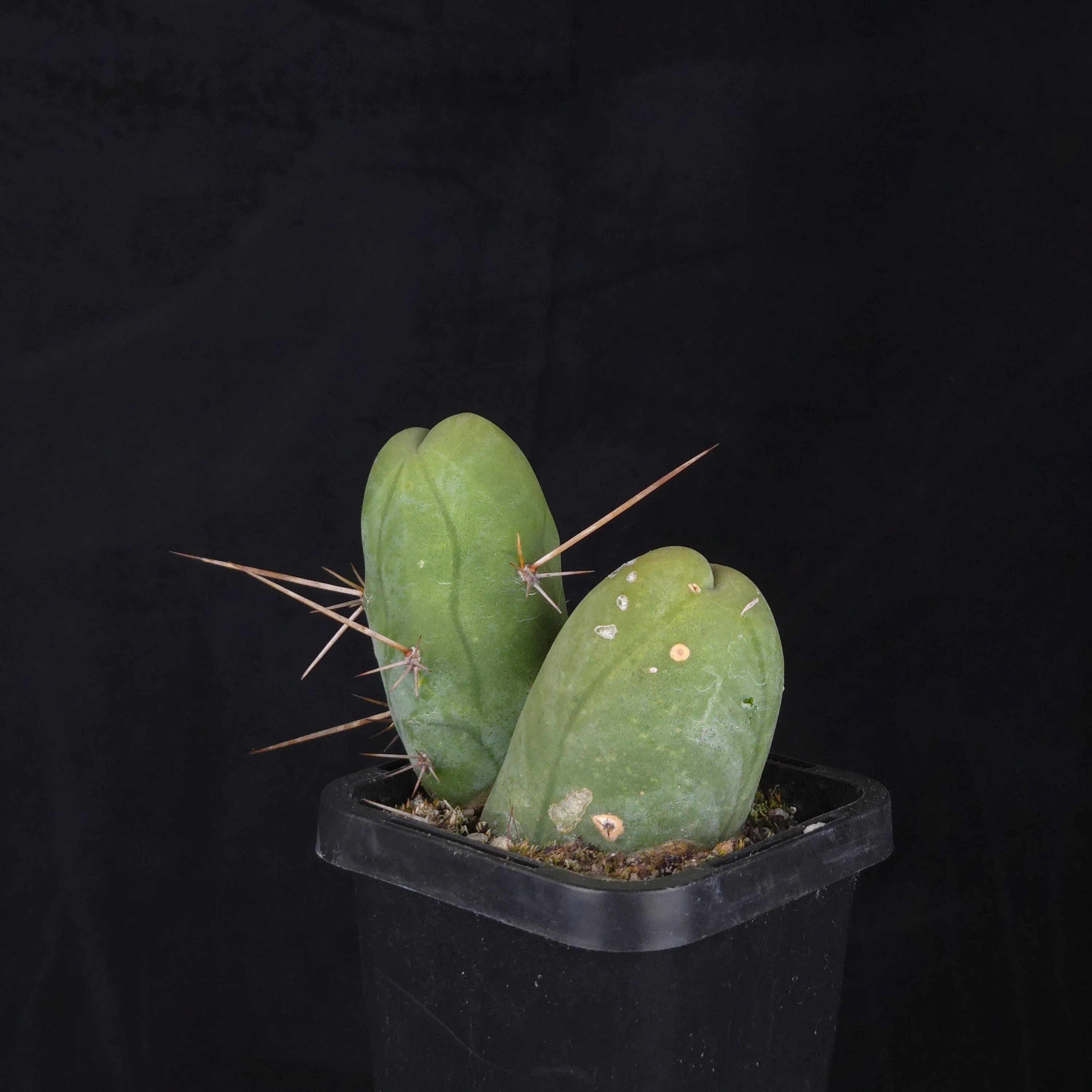 Trichocereus bridgesii f. monstrosa (Penis Cactus) - Image 17