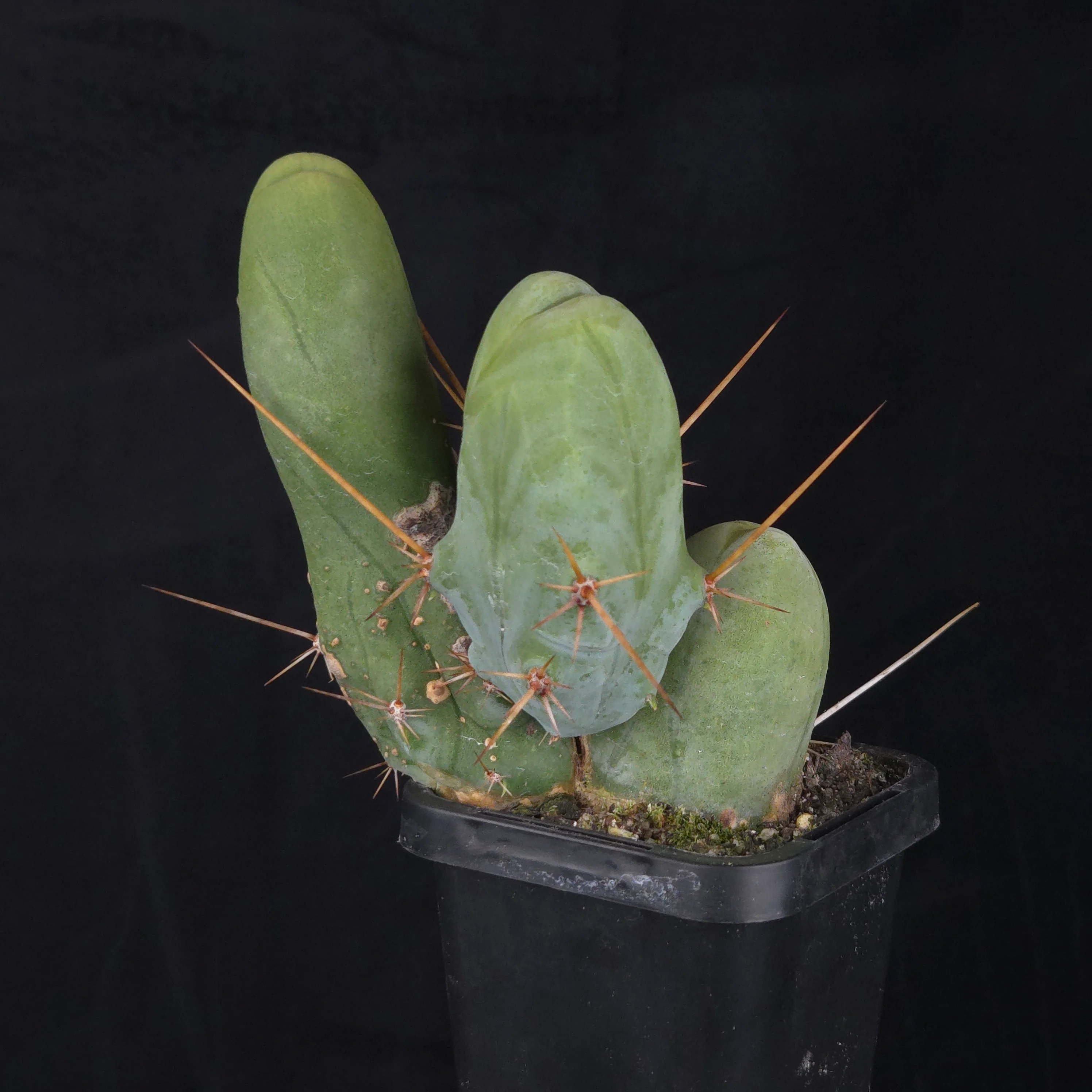 Trichocereus bridgesii f. monstrosa (Penis Cactus) - Image 18