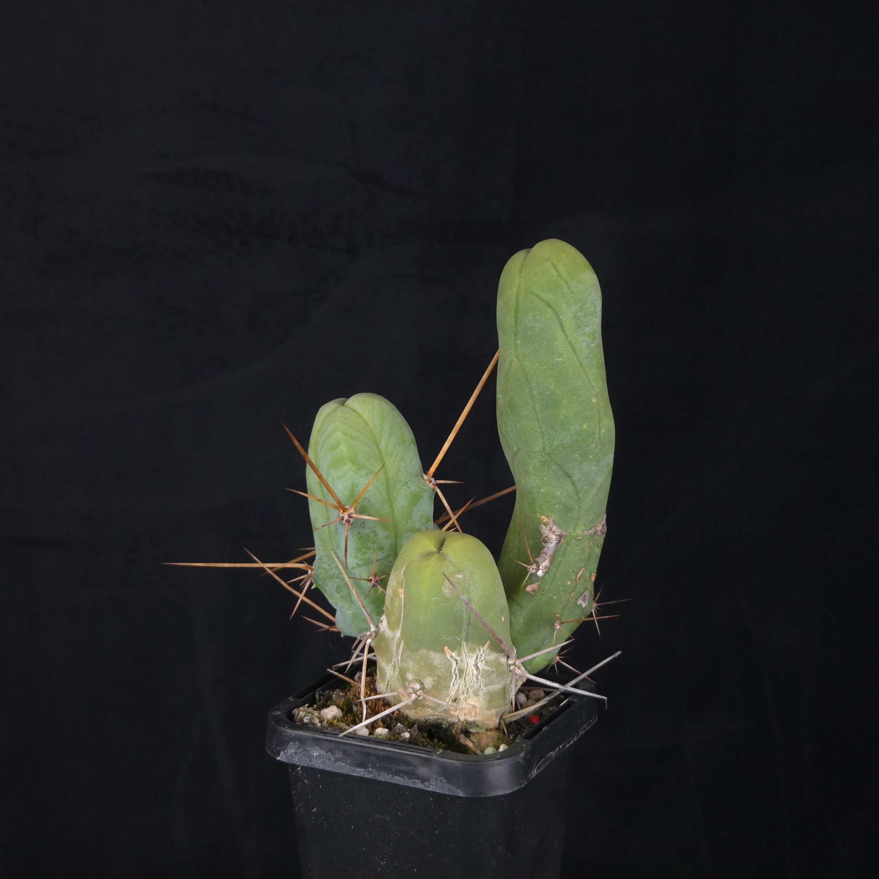 Trichocereus bridgesii f. monstrosa (Penis Cactus) - Image 19