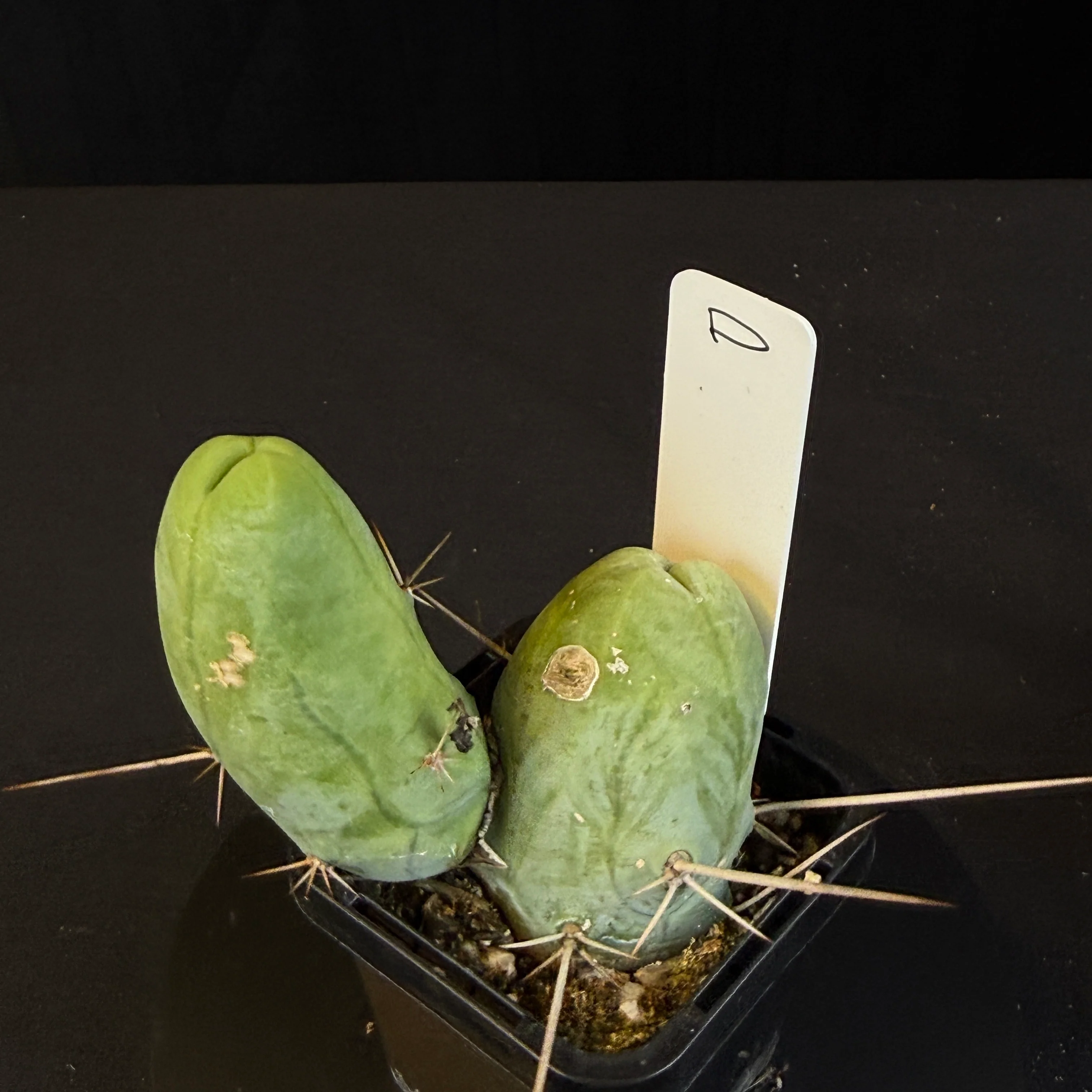 Trichocereus bridgesii f. monstrosa (Penis Cactus) - Image 2