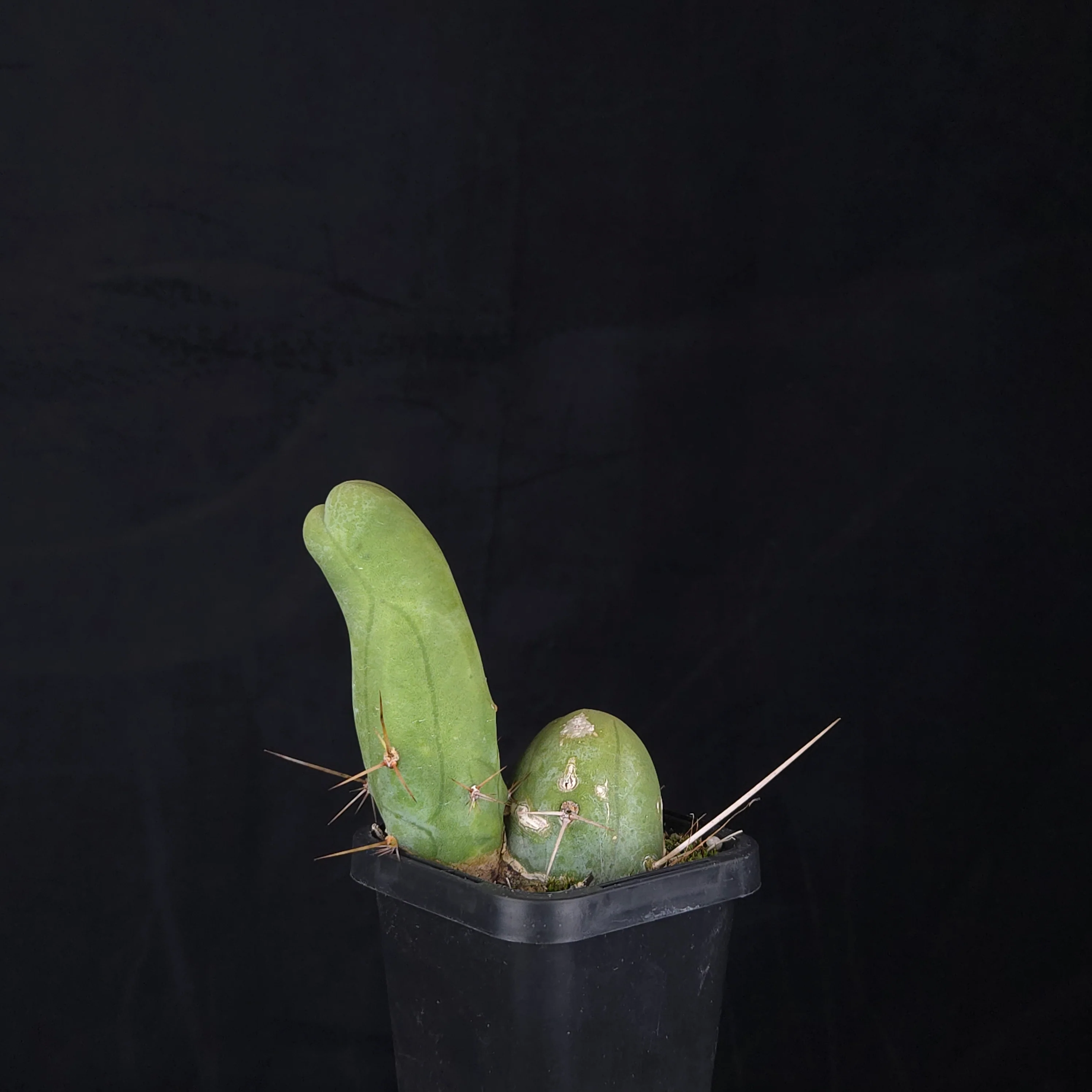 Trichocereus bridgesii f. monstrosa (Penis Cactus) - Image 21
