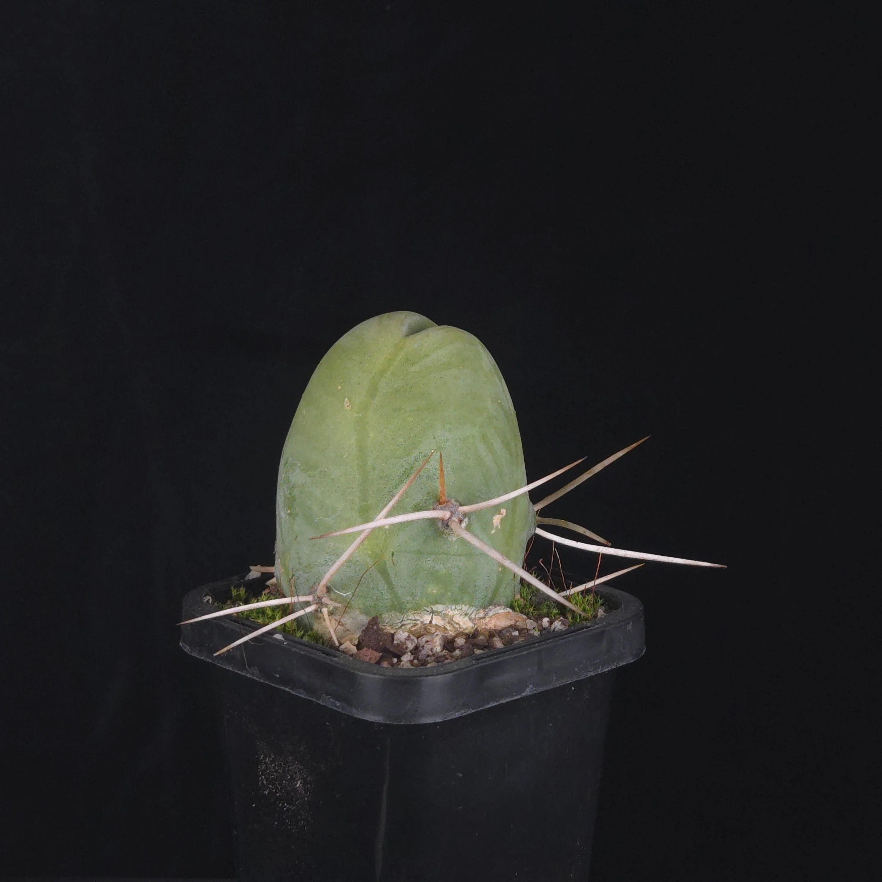 Trichocereus bridgesii f. monstrosa (Penis Cactus) - Image 23