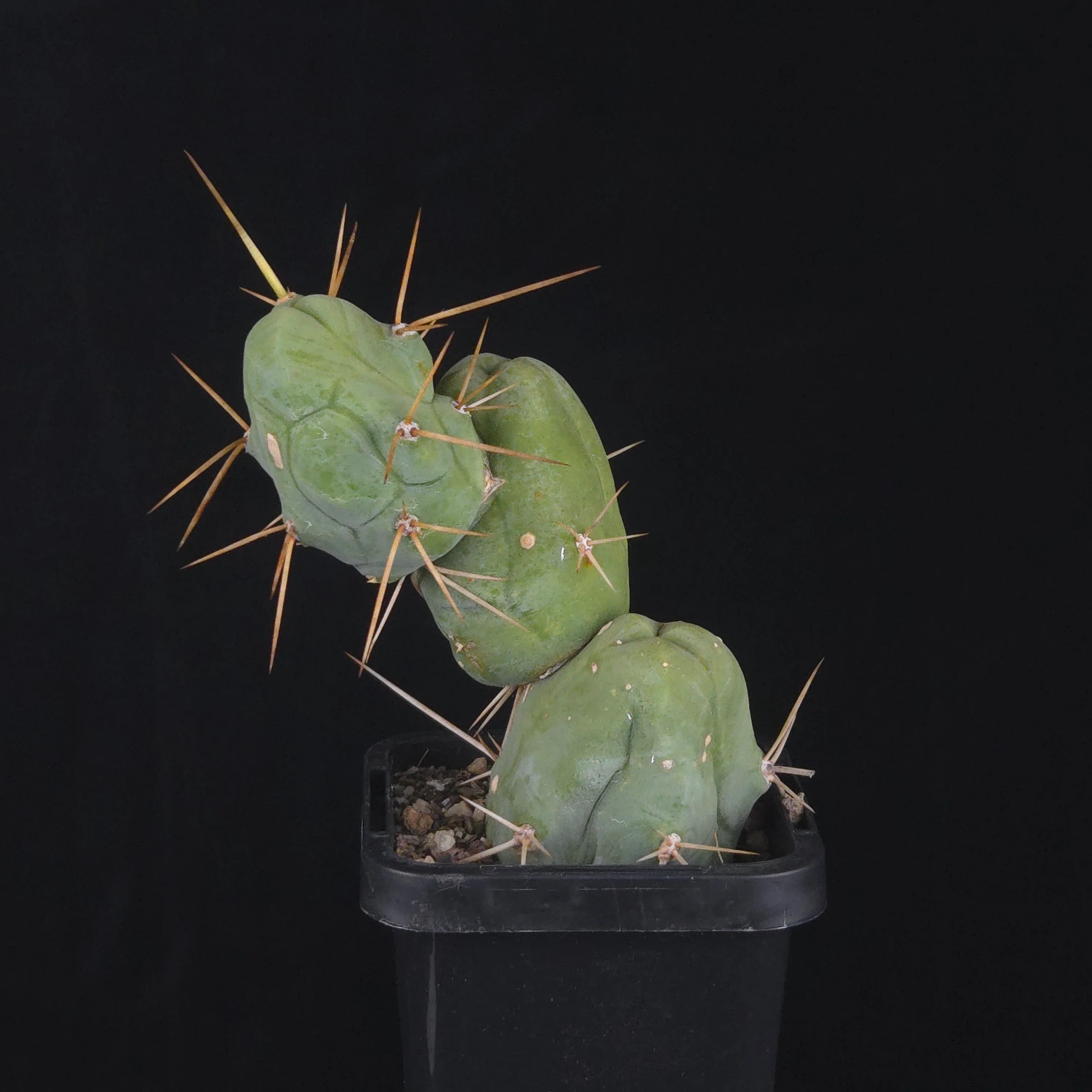 Trichocereus bridgesii f. monstrosa (Penis Cactus) - Image 25