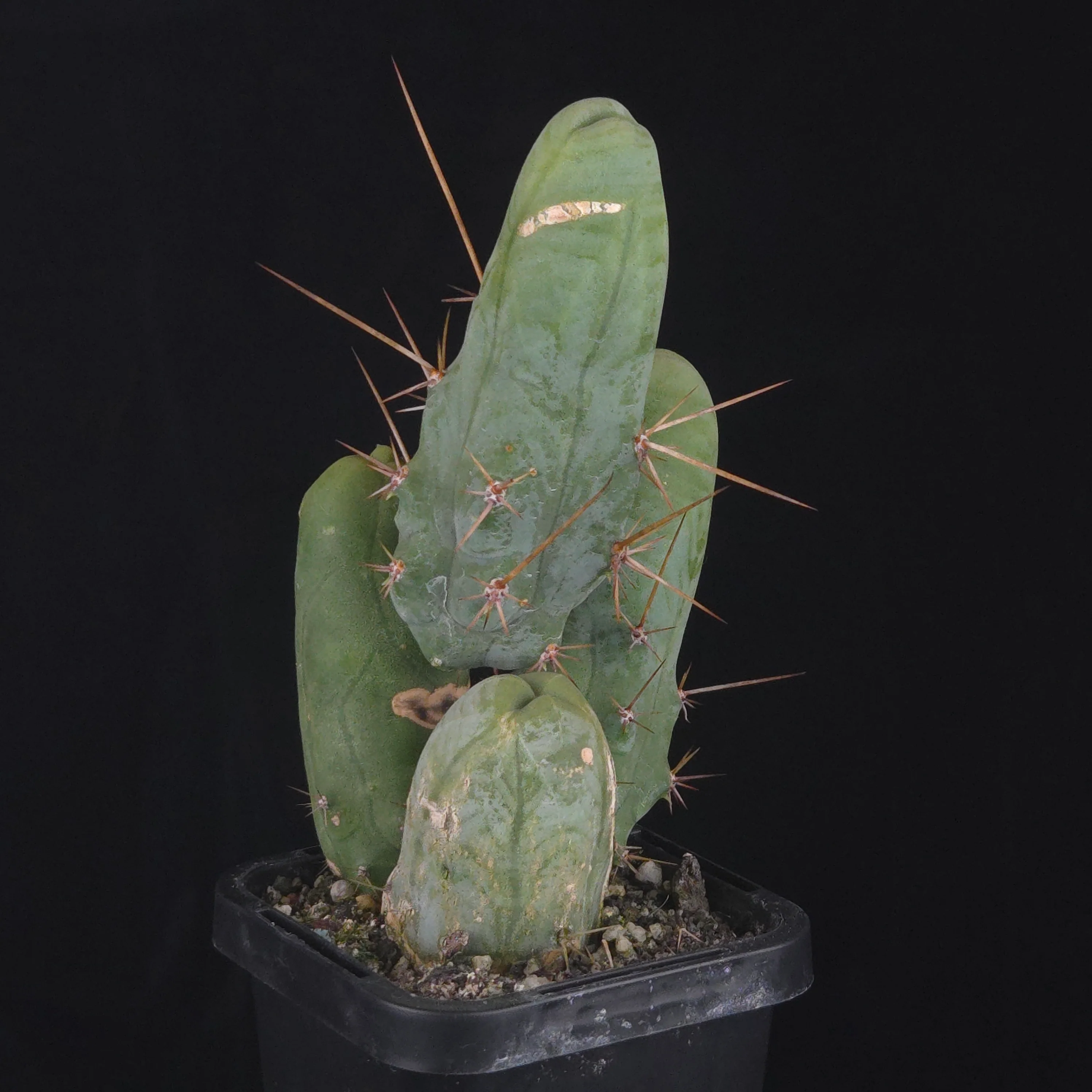 Trichocereus bridgesii f. monstrosa (Penis Cactus) - Image 26