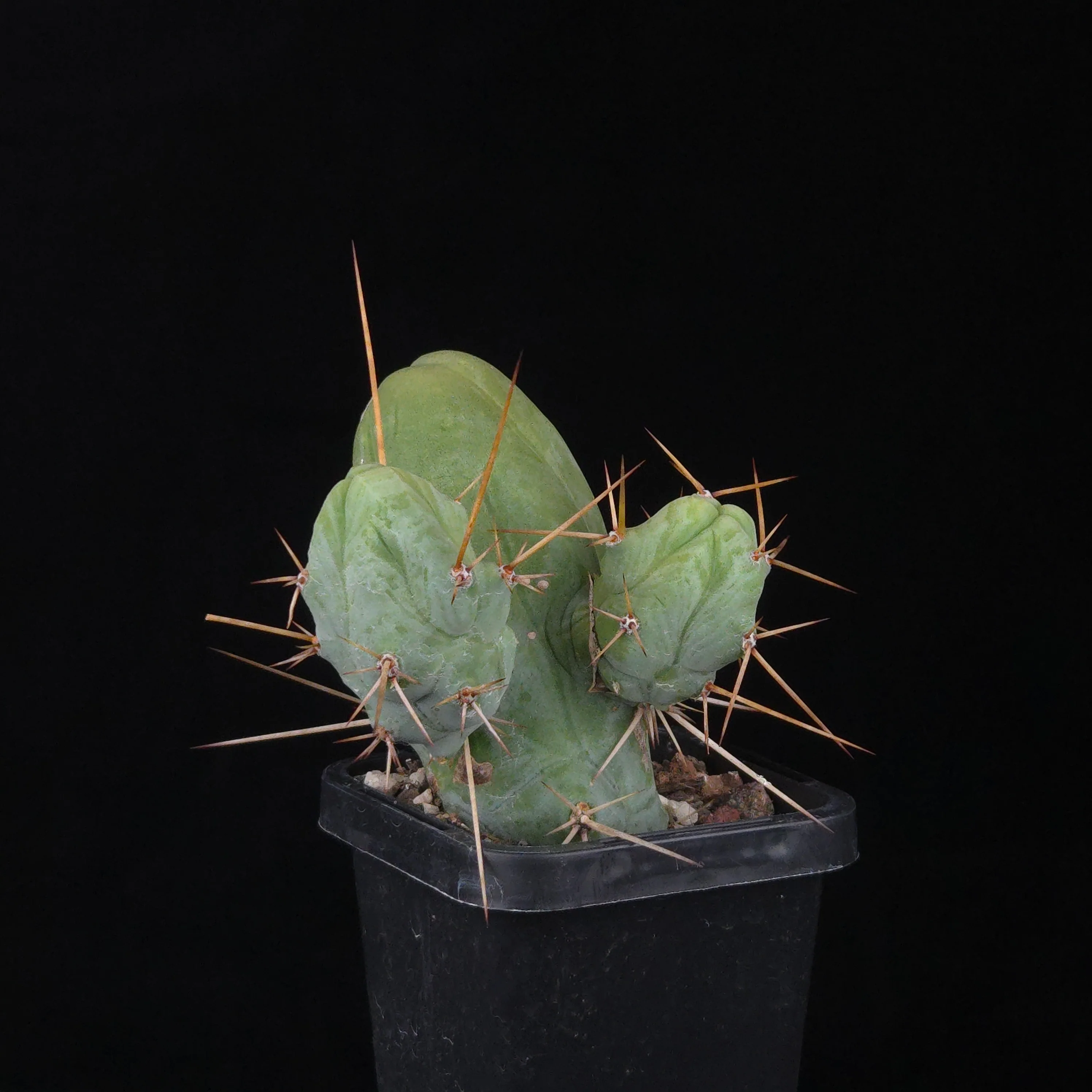 Trichocereus bridgesii f. monstrosa (Penis Cactus) - Image 27