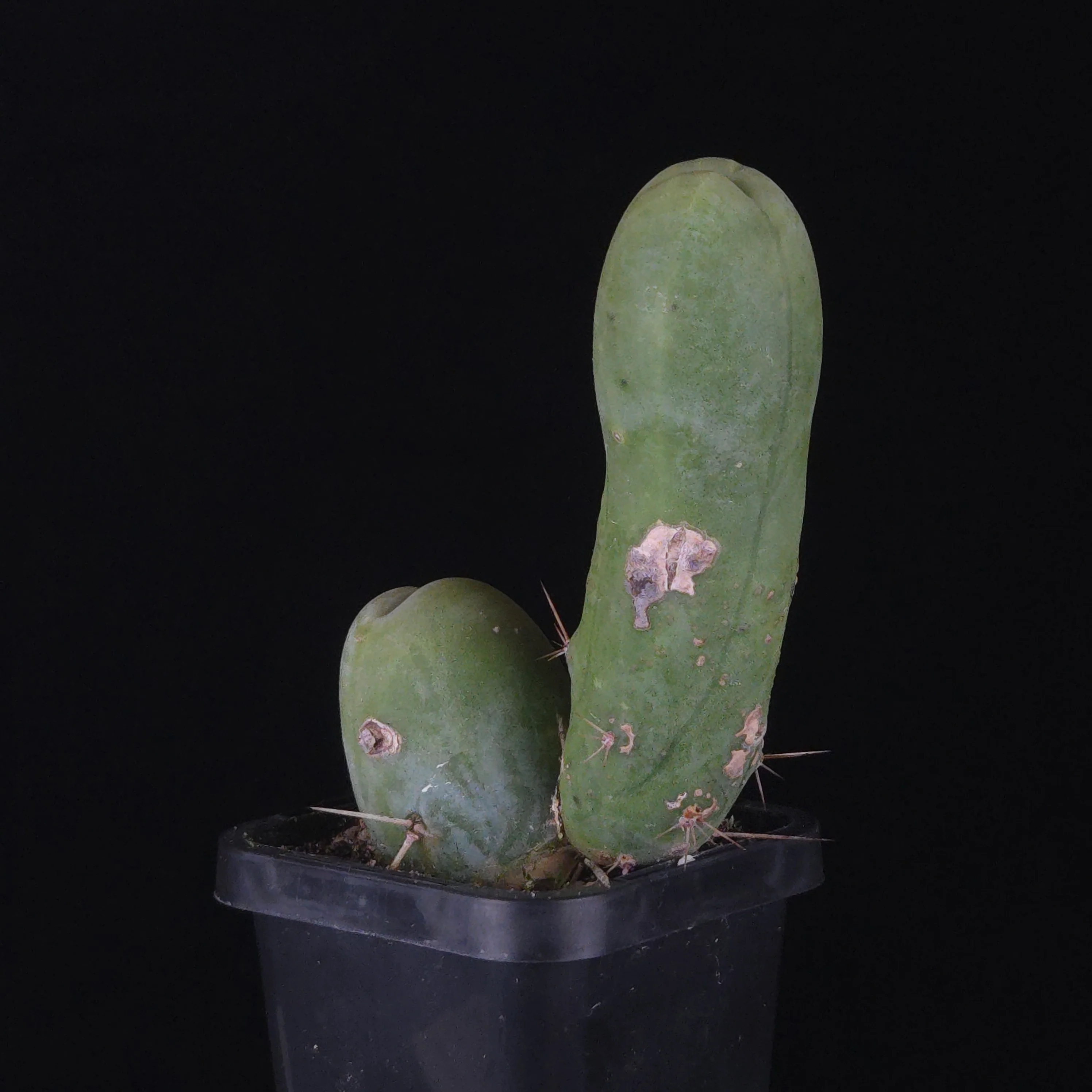 Trichocereus bridgesii f. monstrosa (Penis Cactus) - Image 28