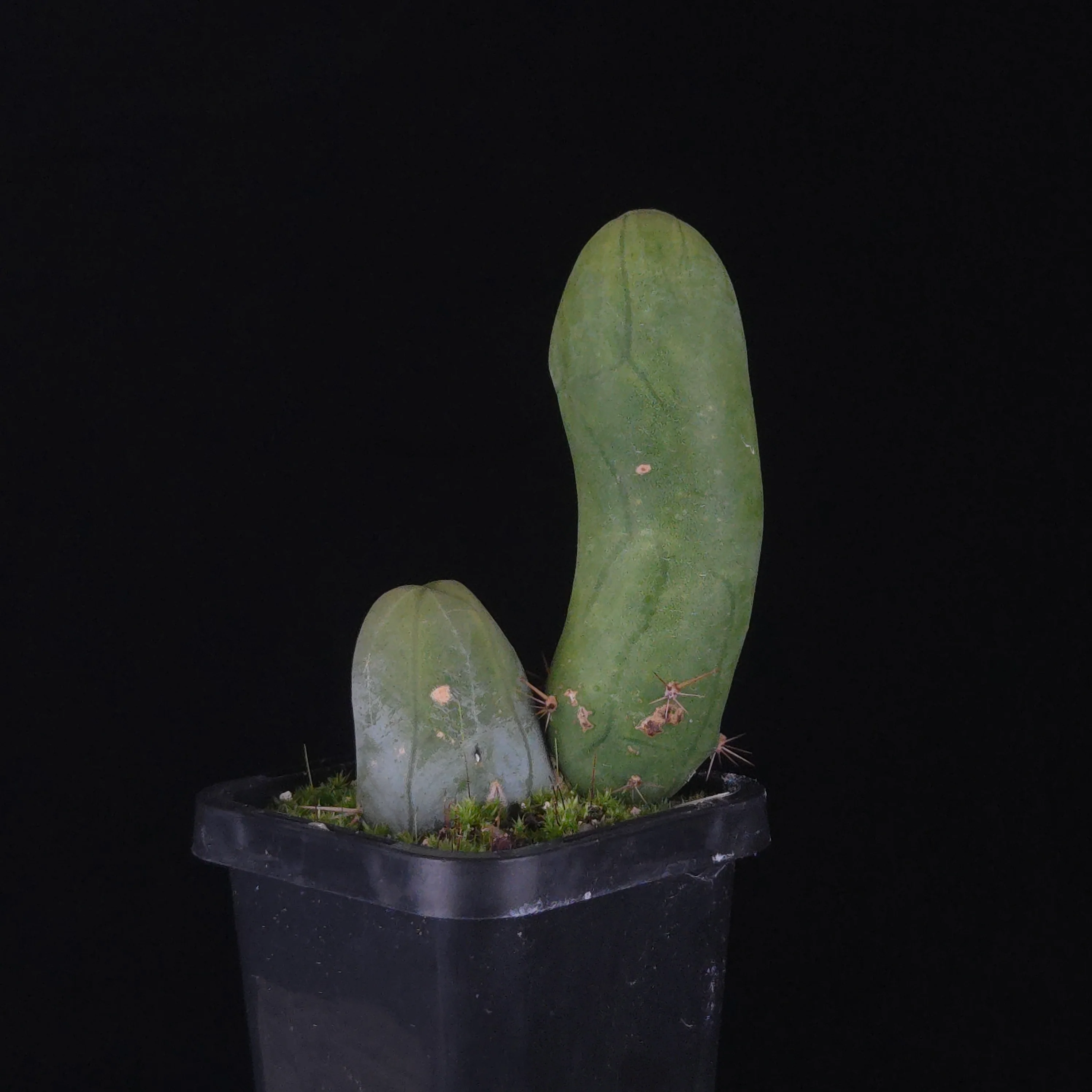 Trichocereus bridgesii f. monstrosa (Penis Cactus) - Image 29