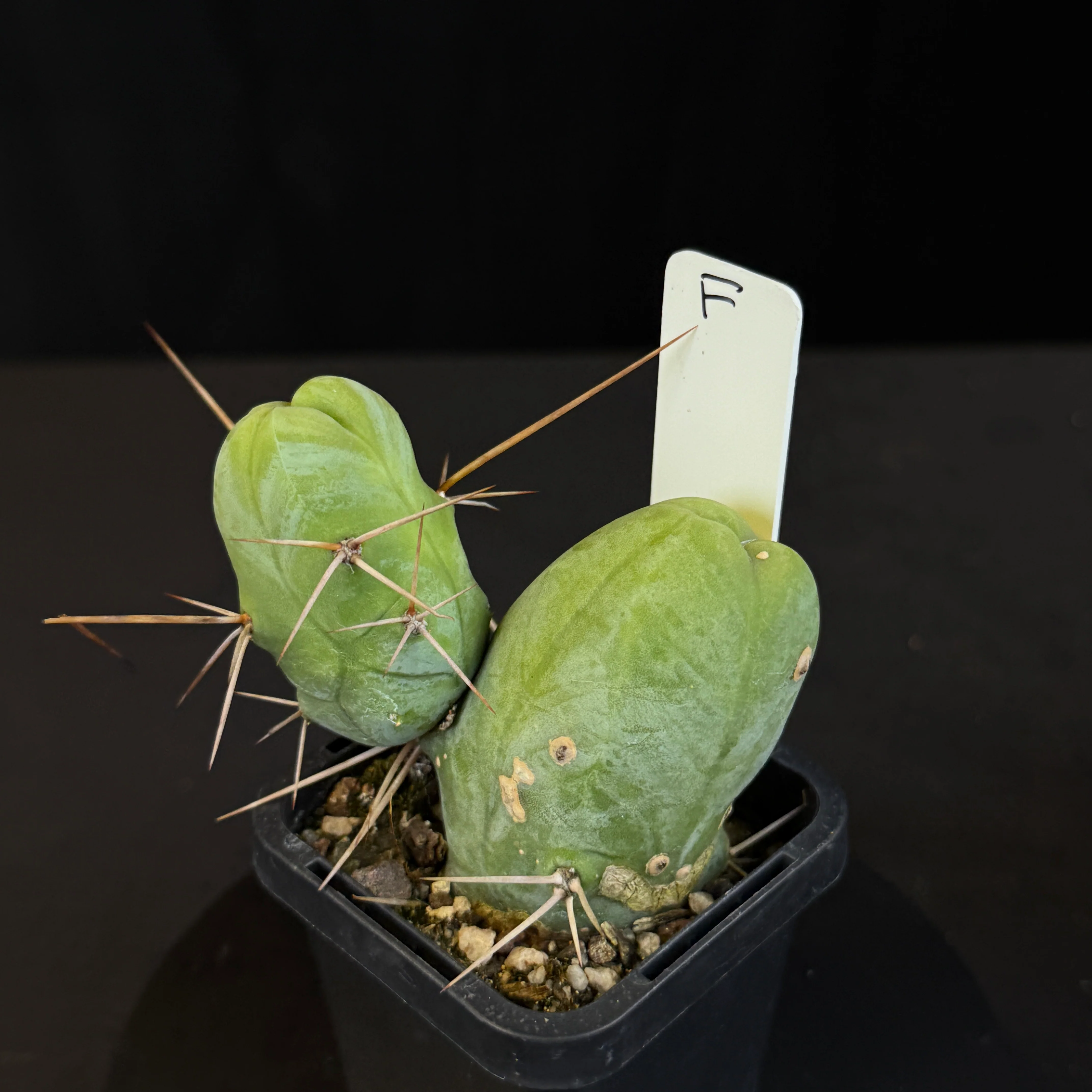 Trichocereus bridgesii f. monstrosa (Penis Cactus) - Image 3