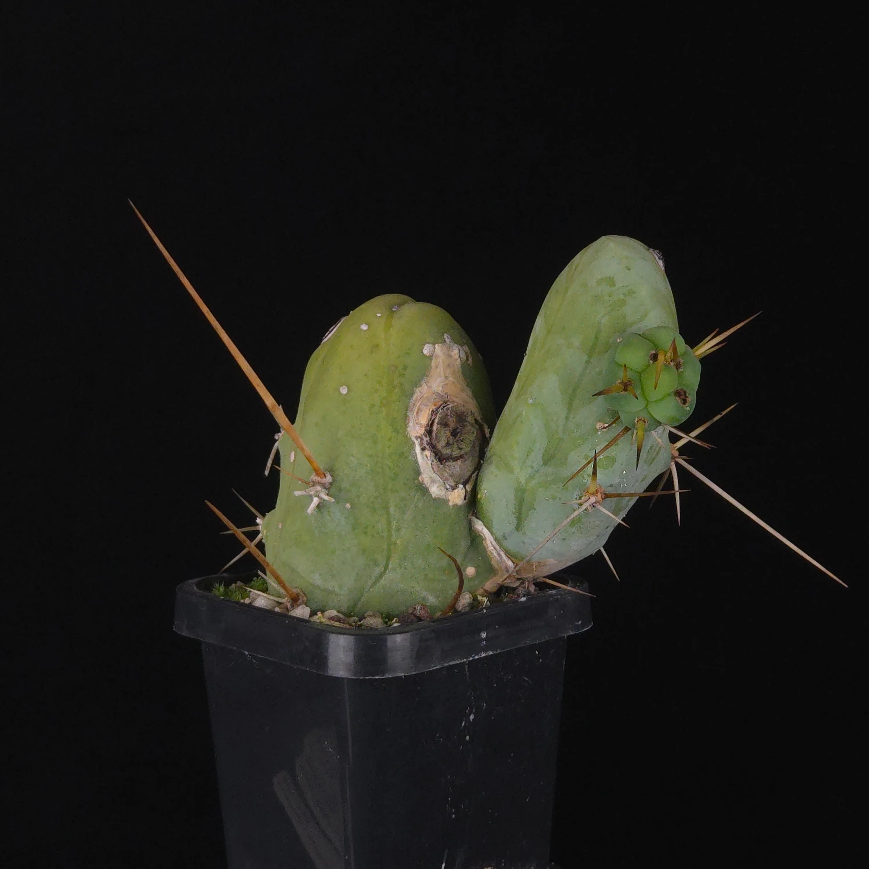 Trichocereus bridgesii f. monstrosa (Penis Cactus) - Image 30