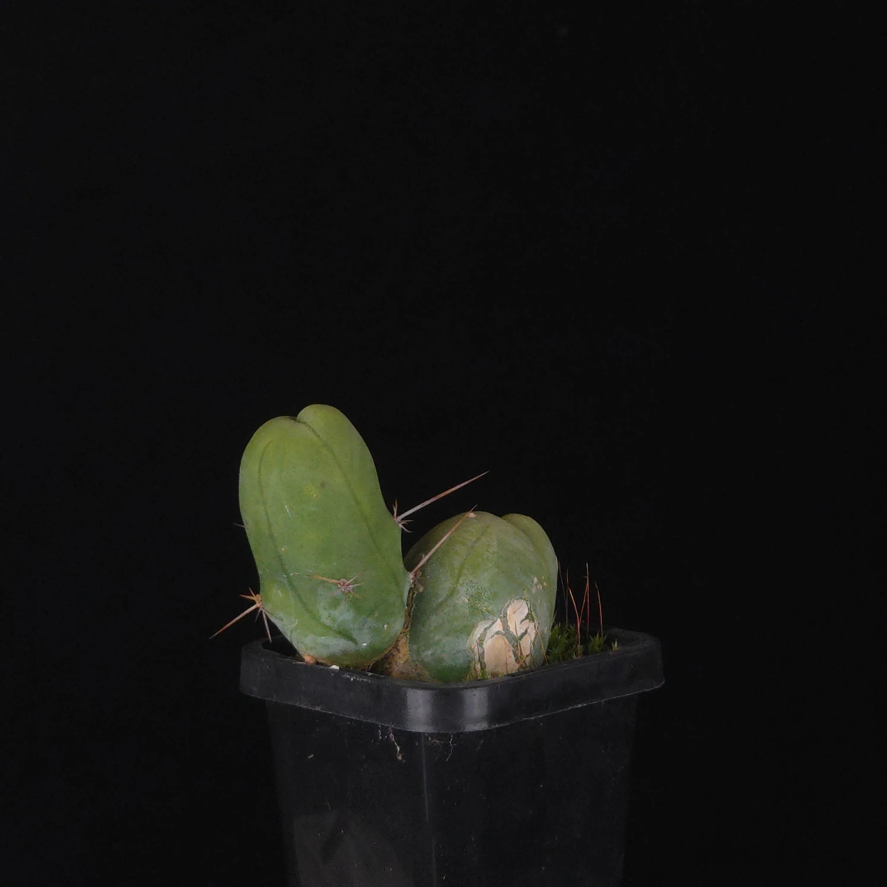 Trichocereus bridgesii f. monstrosa (Penis Cactus) - Image 31