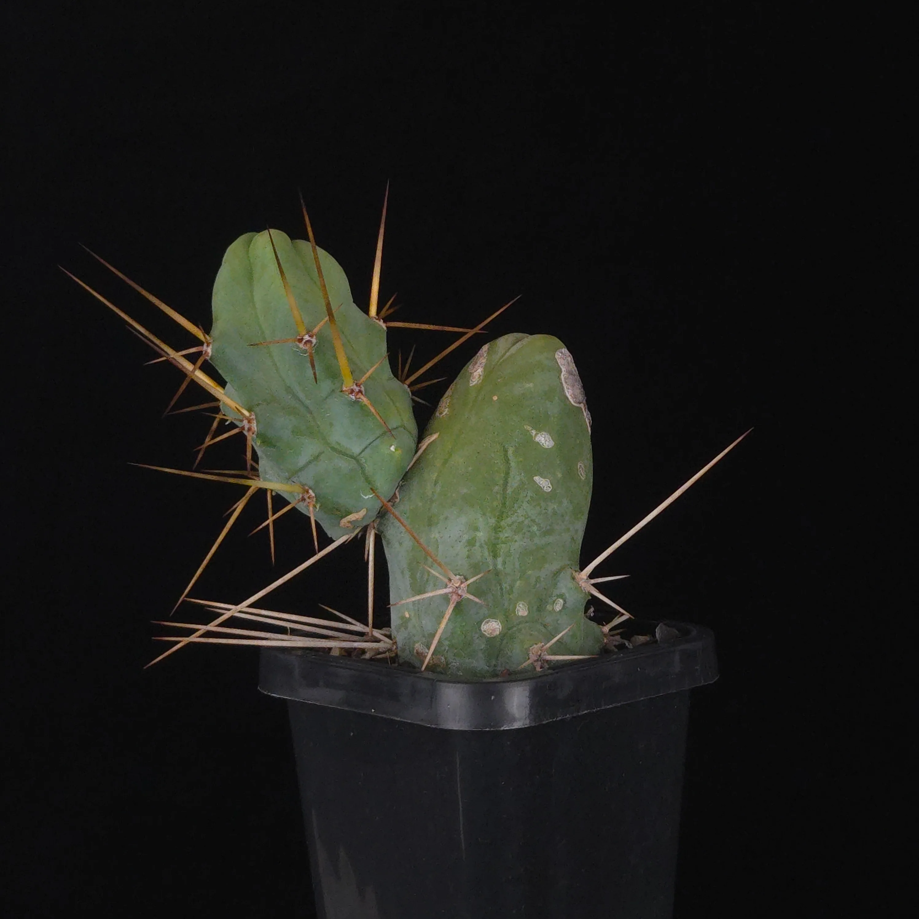 Trichocereus bridgesii f. monstrosa (Penis Cactus) - Image 32