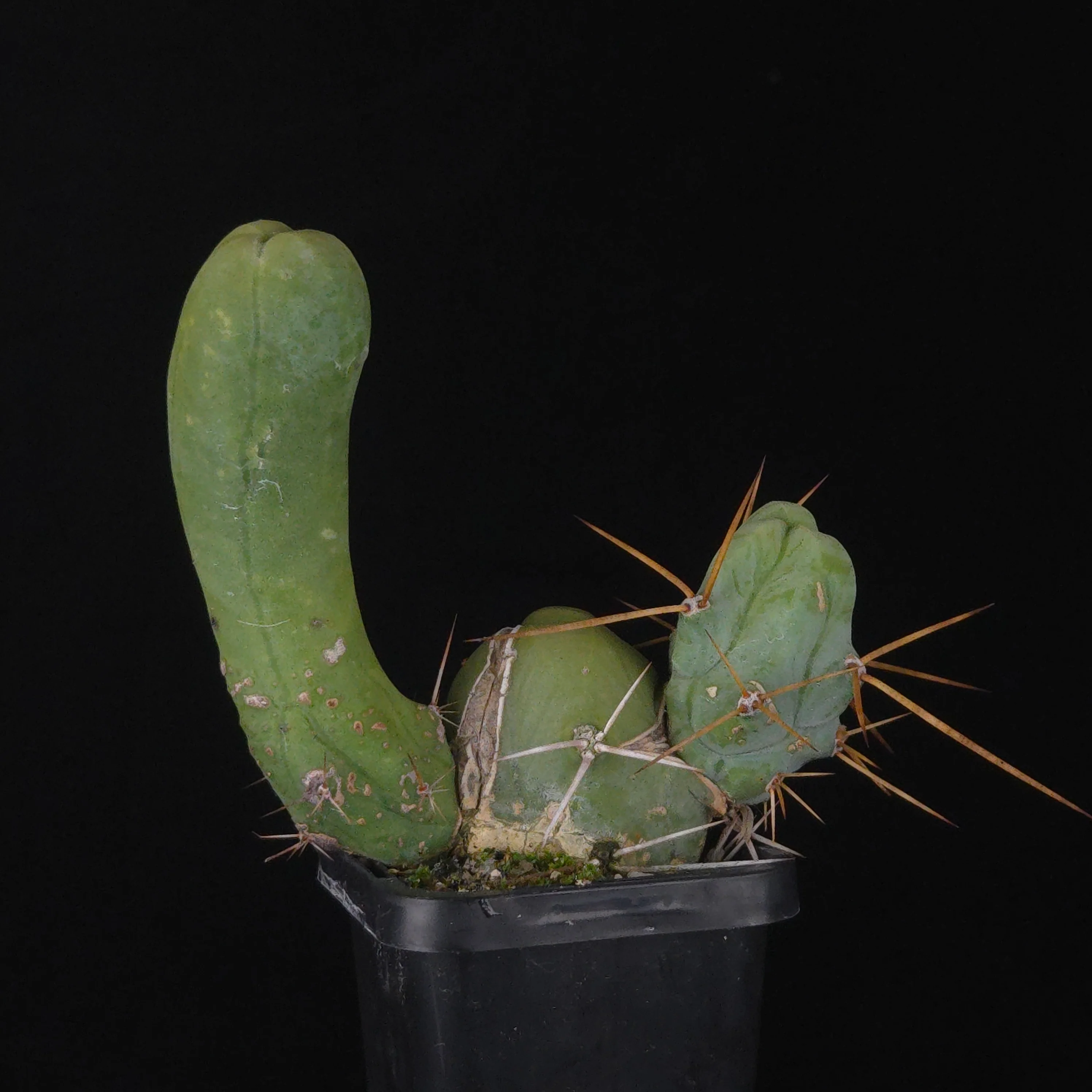 Trichocereus bridgesii f. monstrosa (Penis Cactus) - Image 33