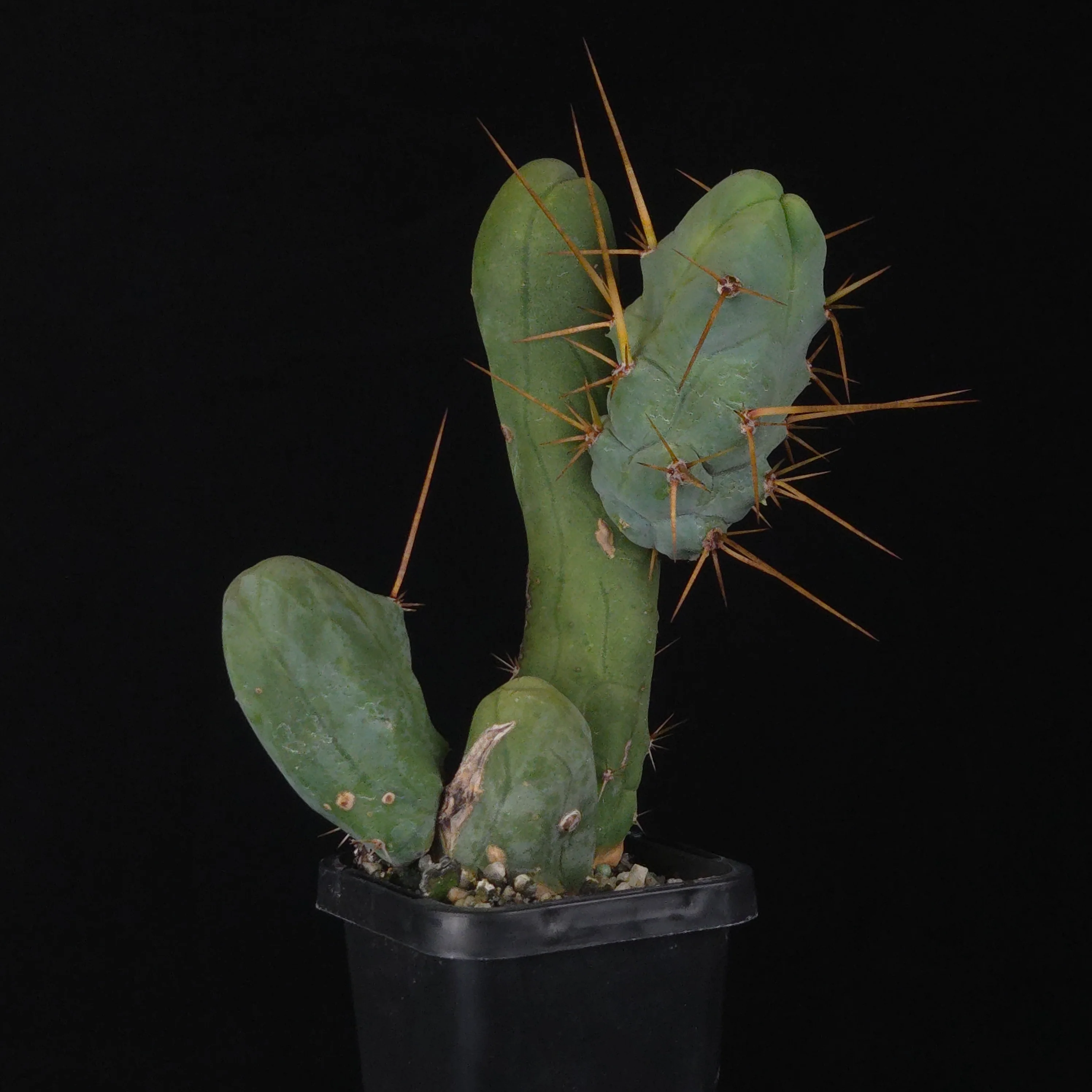 Trichocereus bridgesii f. monstrosa (Penis Cactus) - Image 34
