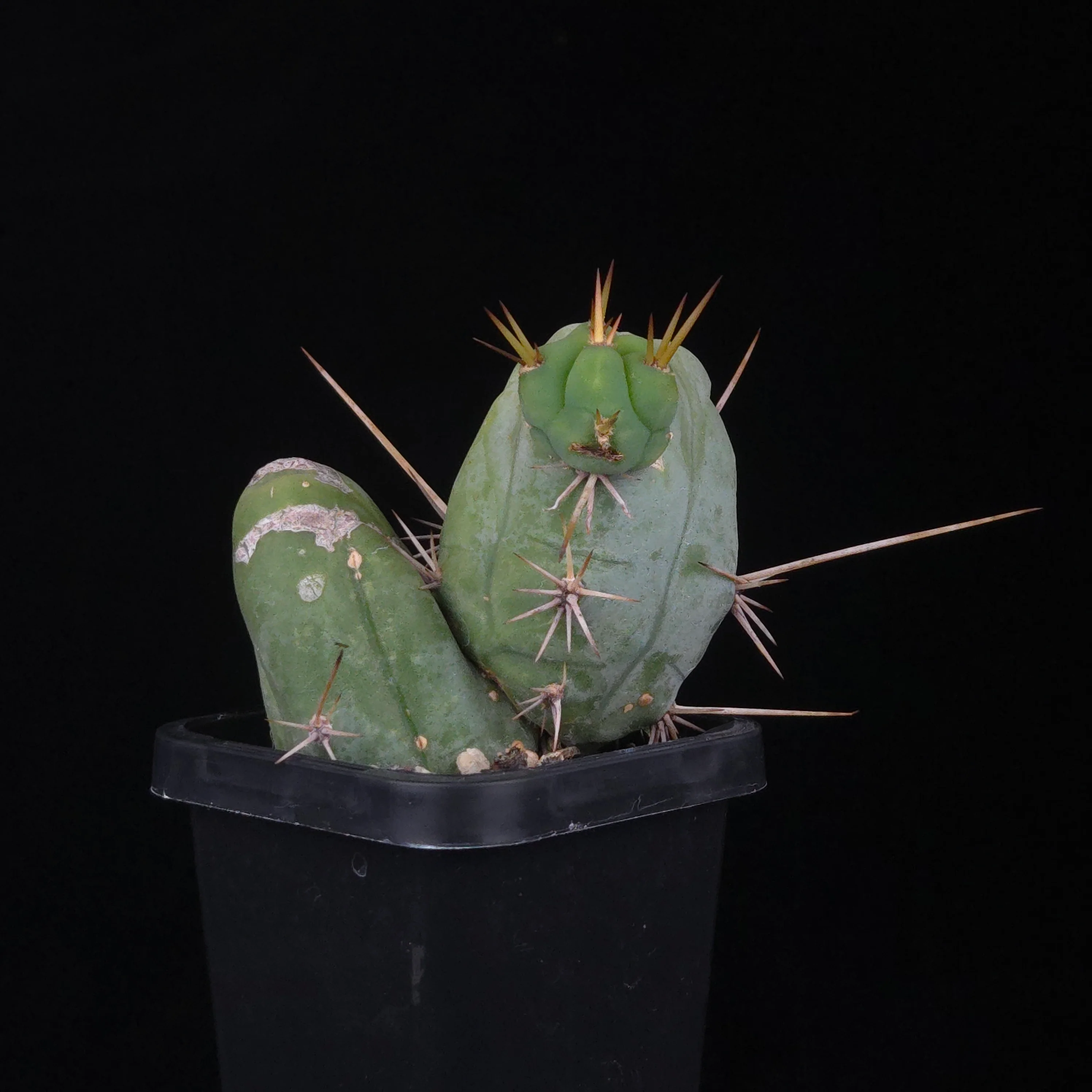 Trichocereus bridgesii f. monstrosa (Penis Cactus) - Image 35