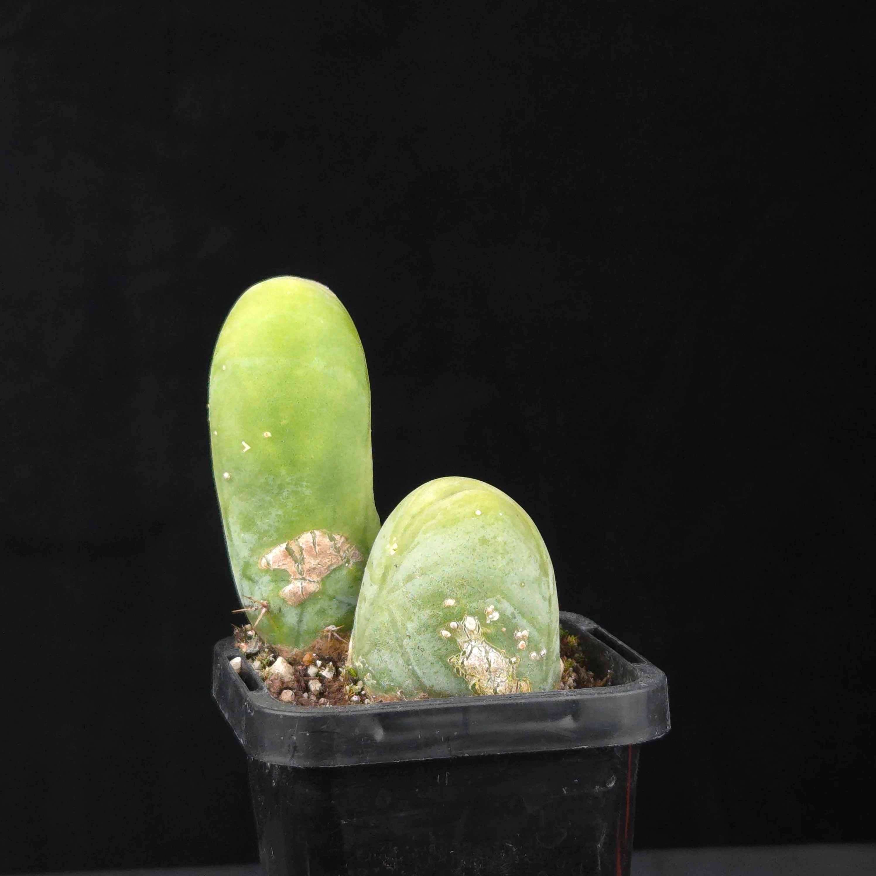 Trichocereus bridgesii f. monstrosa (Penis Cactus) - Image 36