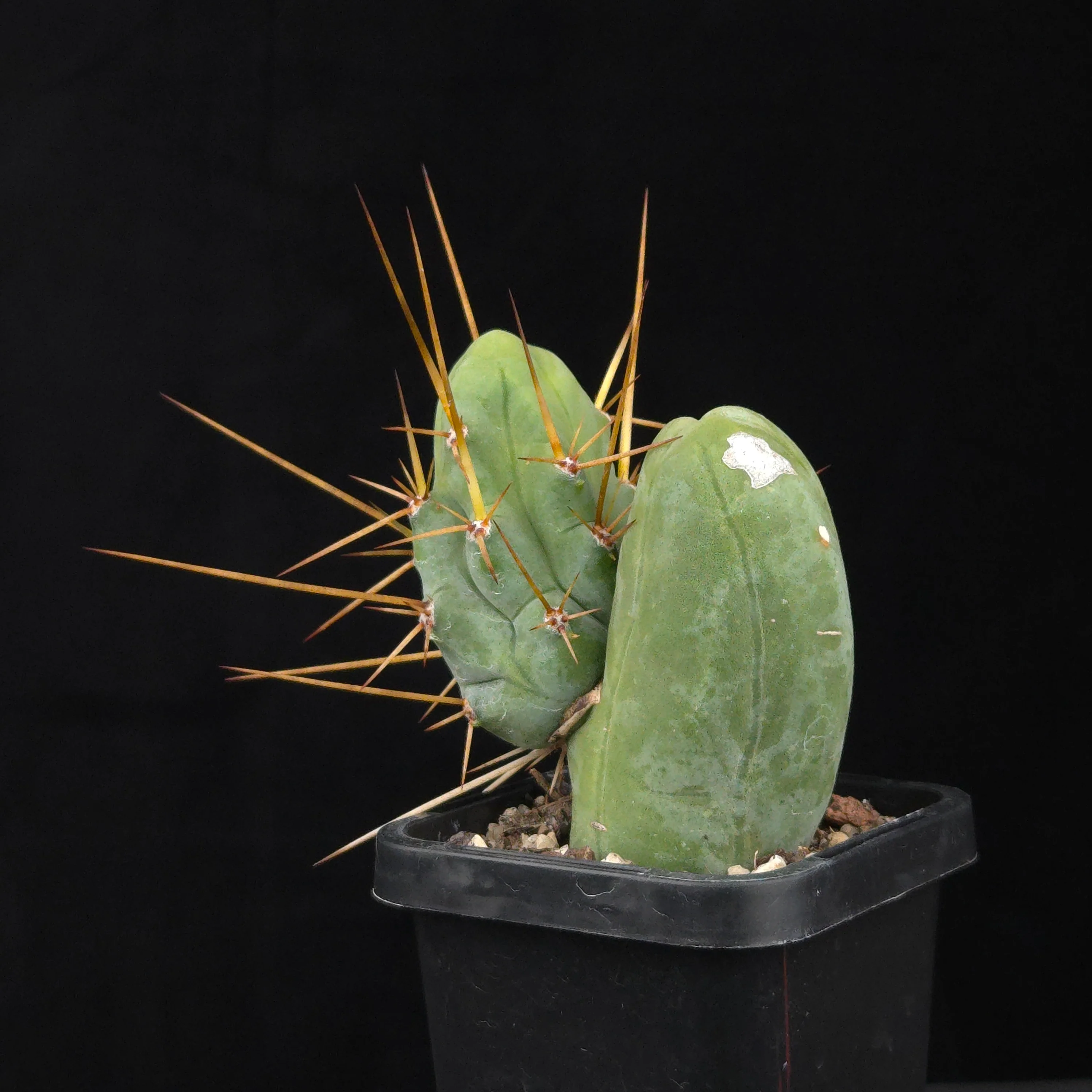 Trichocereus bridgesii f. monstrosa (Penis Cactus) - Image 37