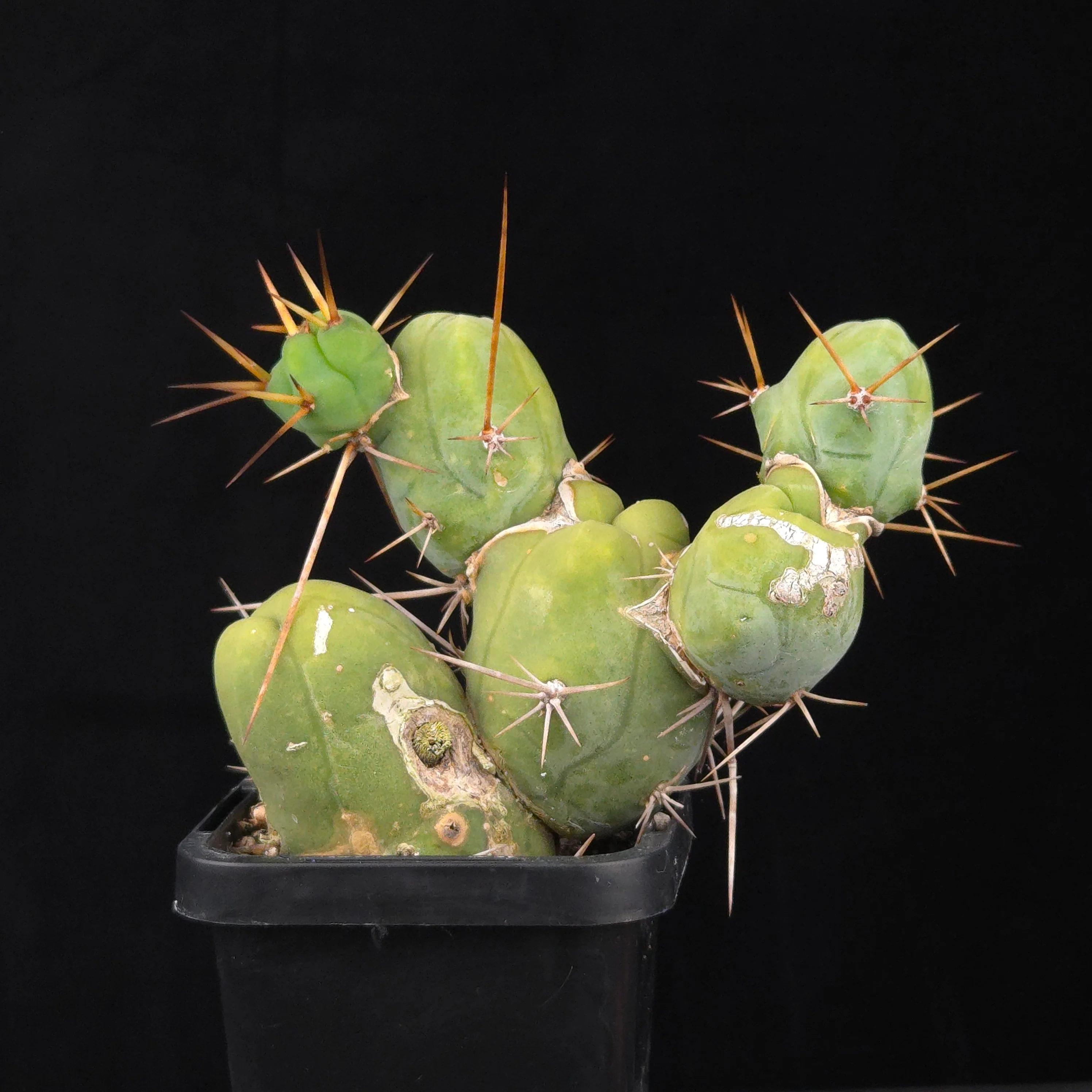 Trichocereus bridgesii f. monstrosa (Penis Cactus) - Image 38