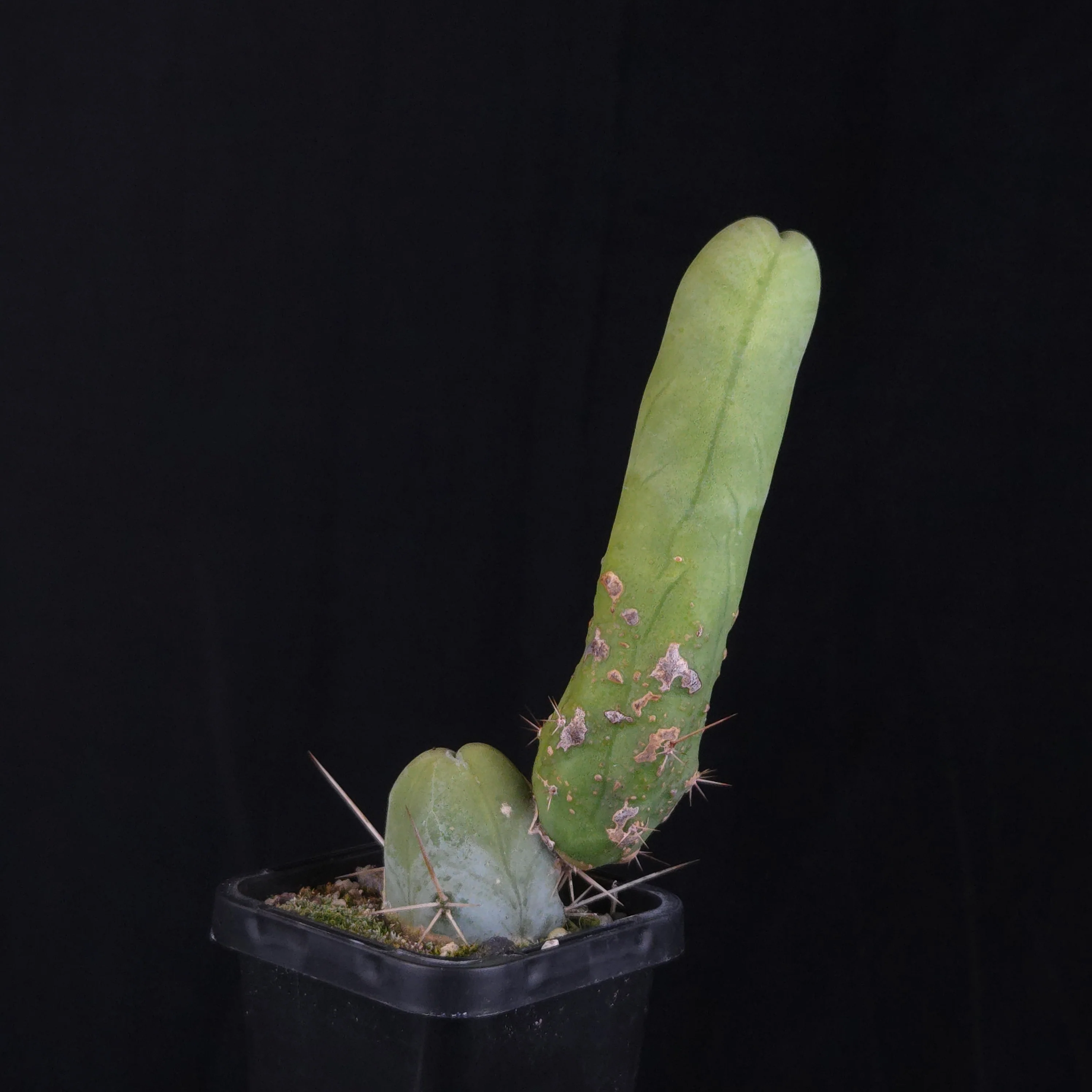 Trichocereus bridgesii f. monstrosa (Penis Cactus) - Image 4