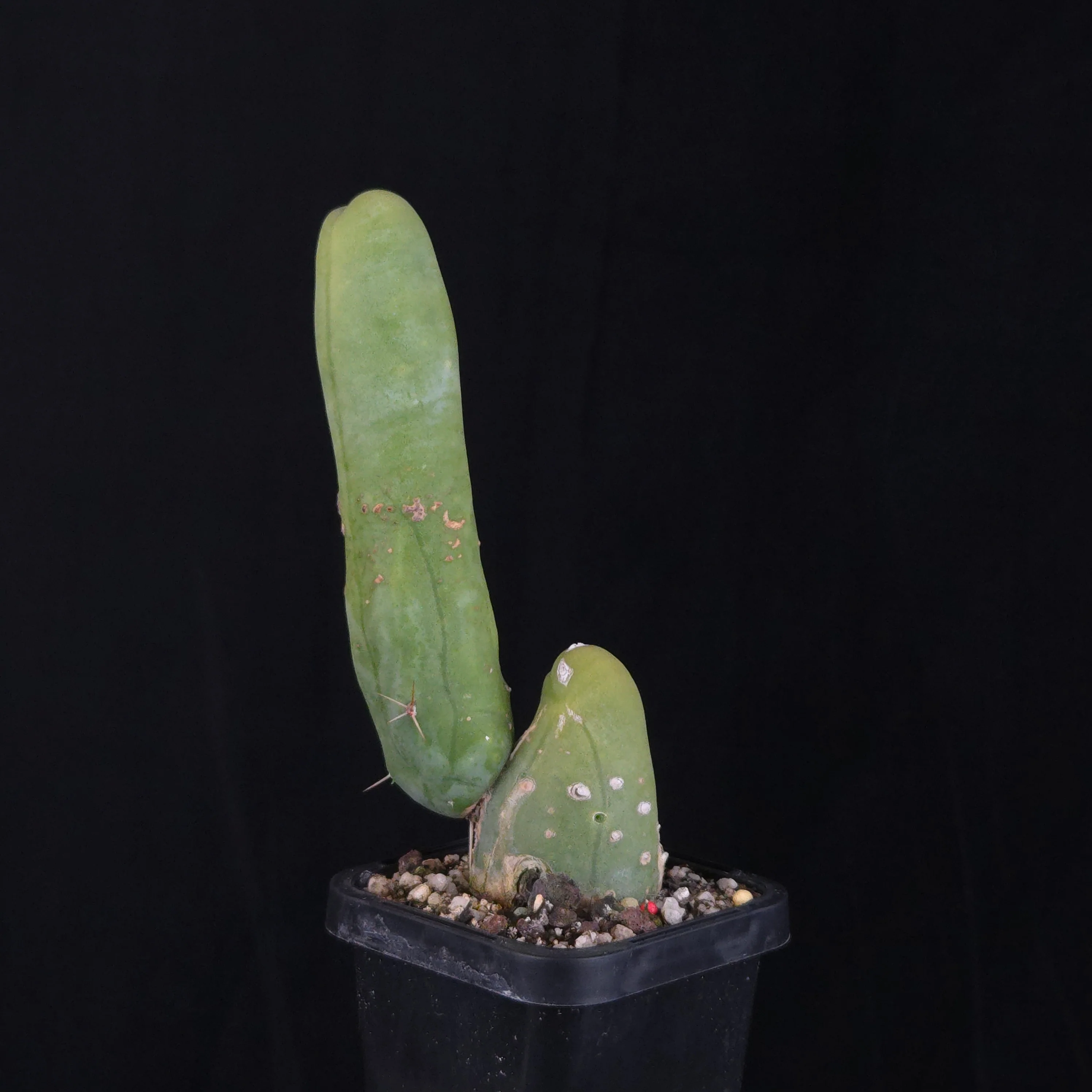 Trichocereus bridgesii f. monstrosa (Penis Cactus) - Image 5