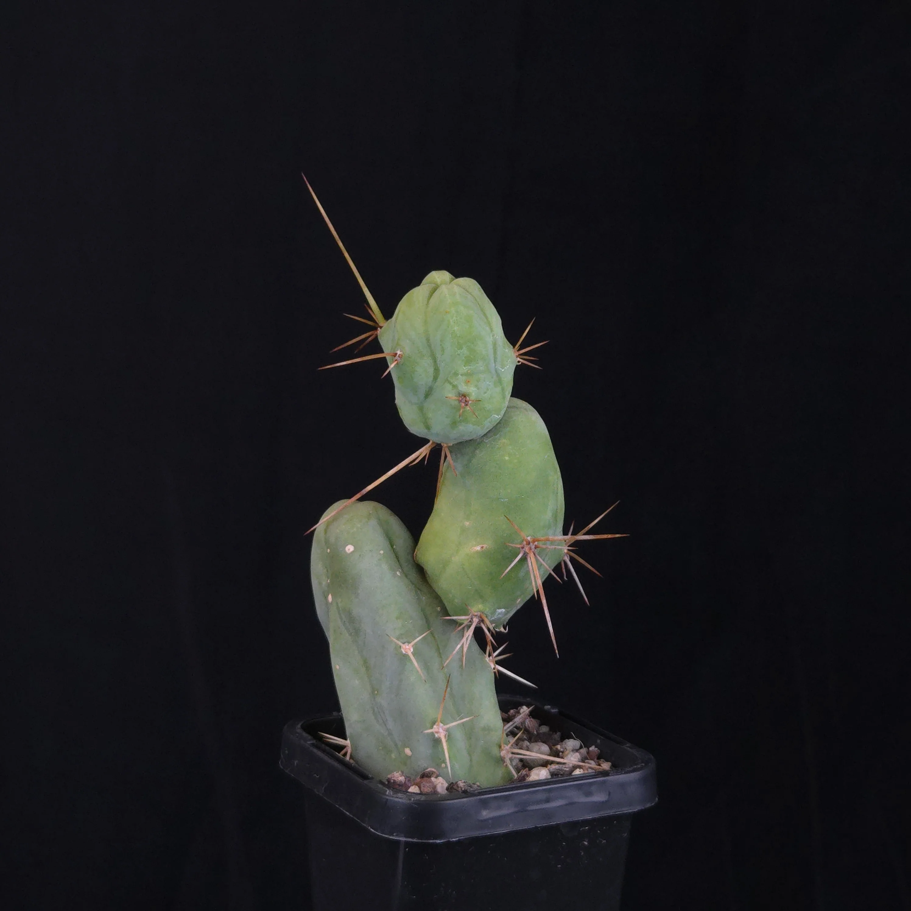 Trichocereus bridgesii f. monstrosa (Penis Cactus) - Image 6