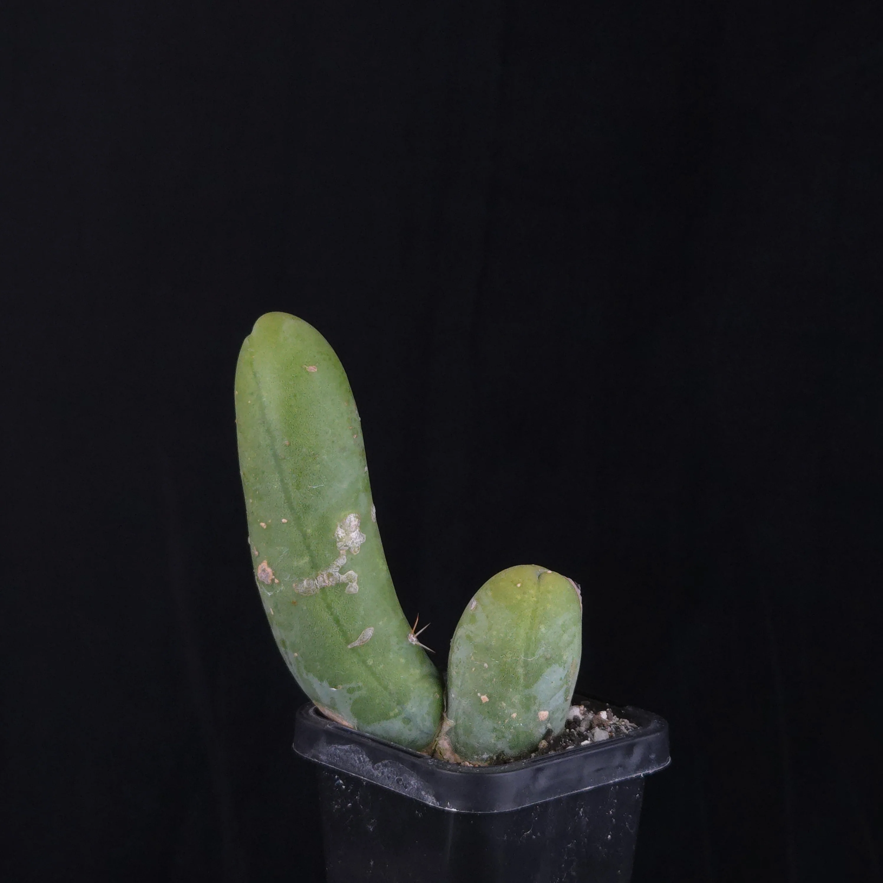 Trichocereus bridgesii f. monstrosa (Penis Cactus) - Image 7